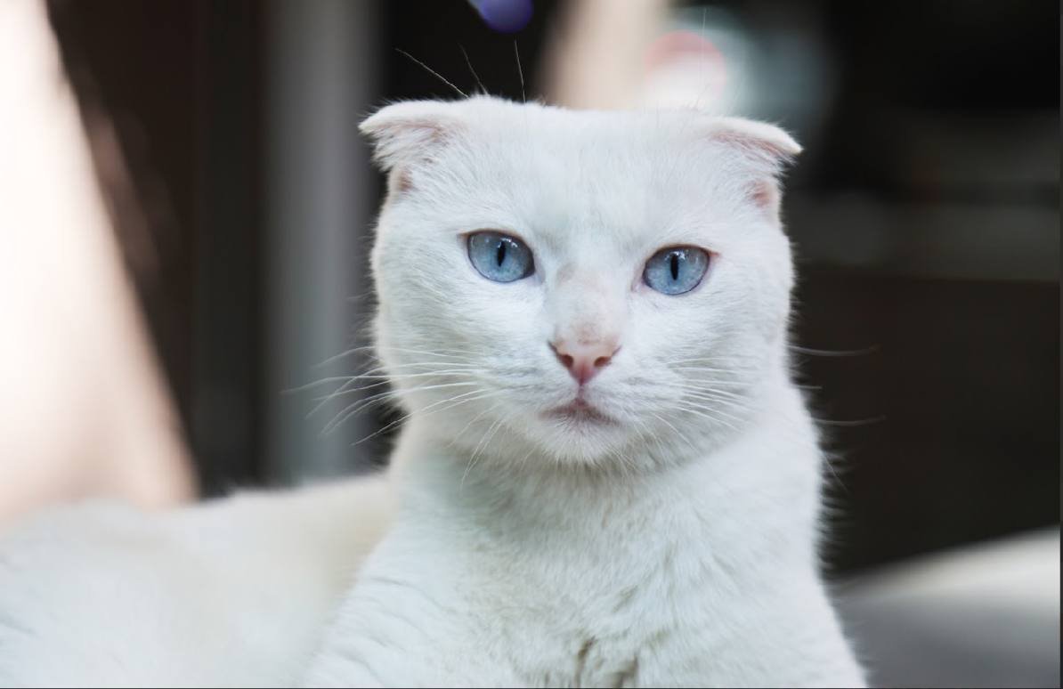 Help Us Care for the Cats of Gatto campaign photo, 6 of 8
