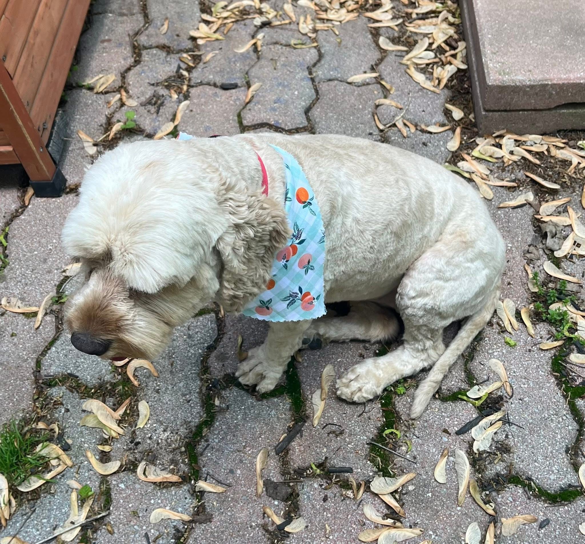 Support My Girl’s Recovery from Emergency Surgery campaign photo, 4 of 6