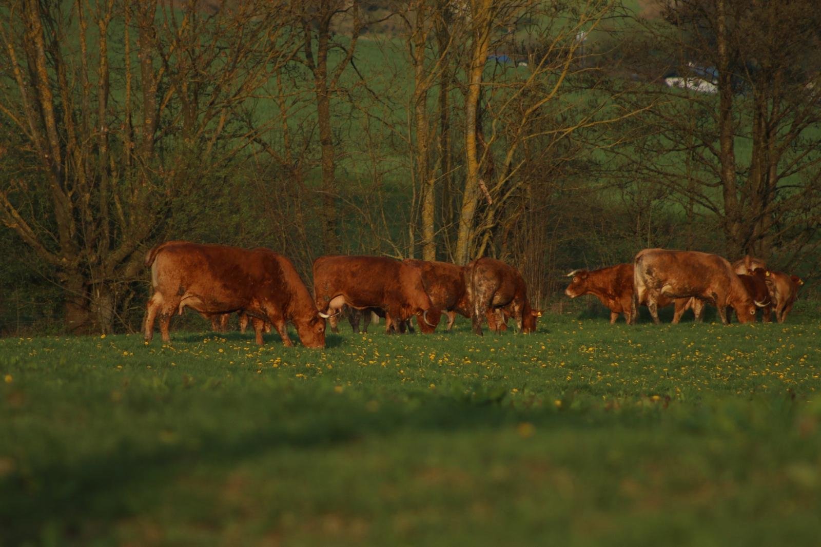 Der Krebsbachhof! campaign photo, 2 of 5