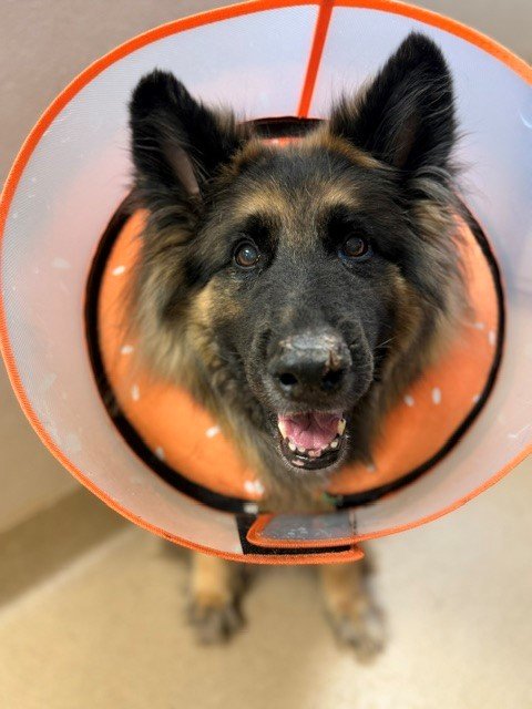 Medical treatment for Tula campaign photo, 6 of 6