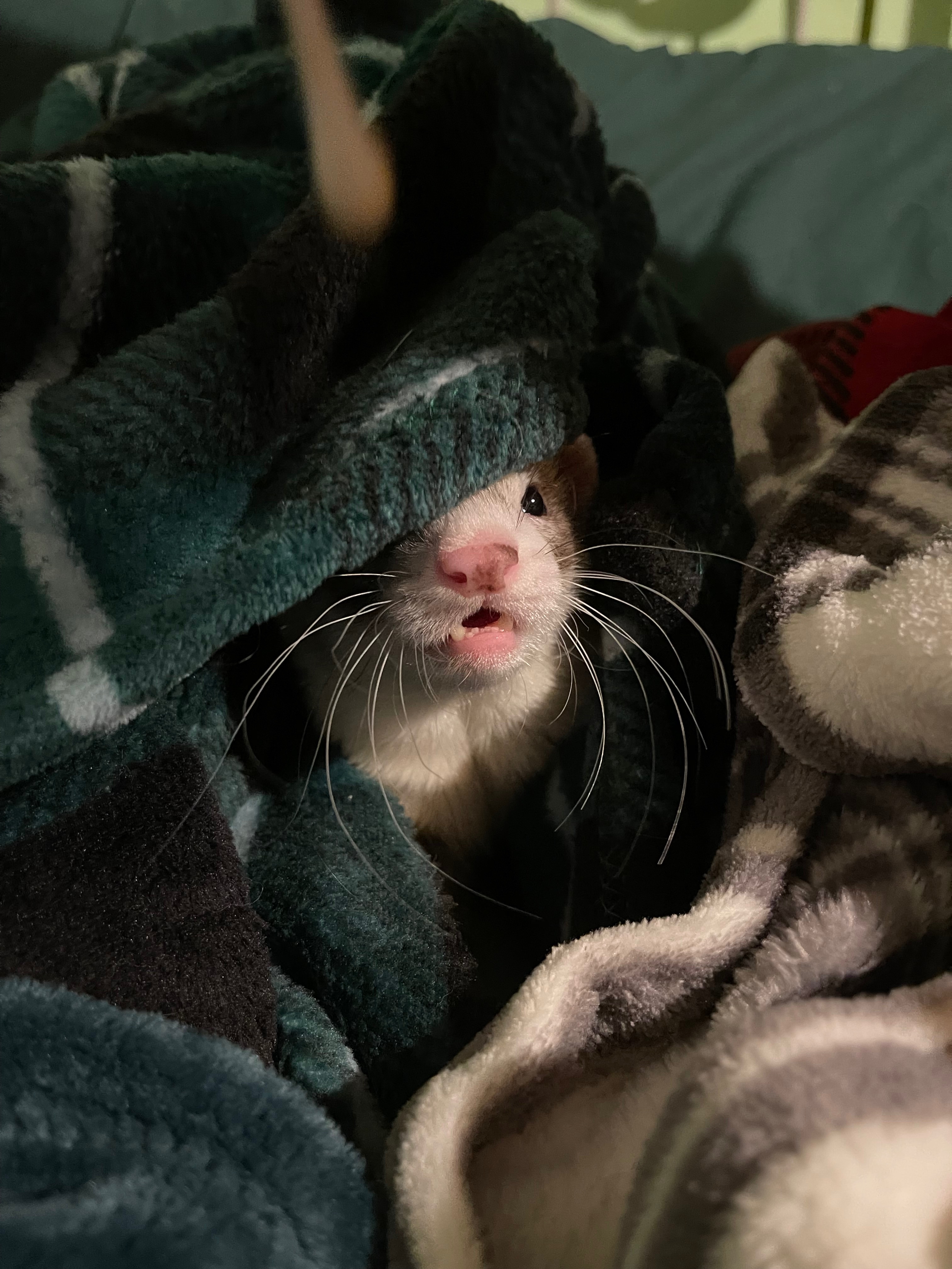 Help Pay For Spencer's ICU Hospitalization campaign photo, 2 of 10