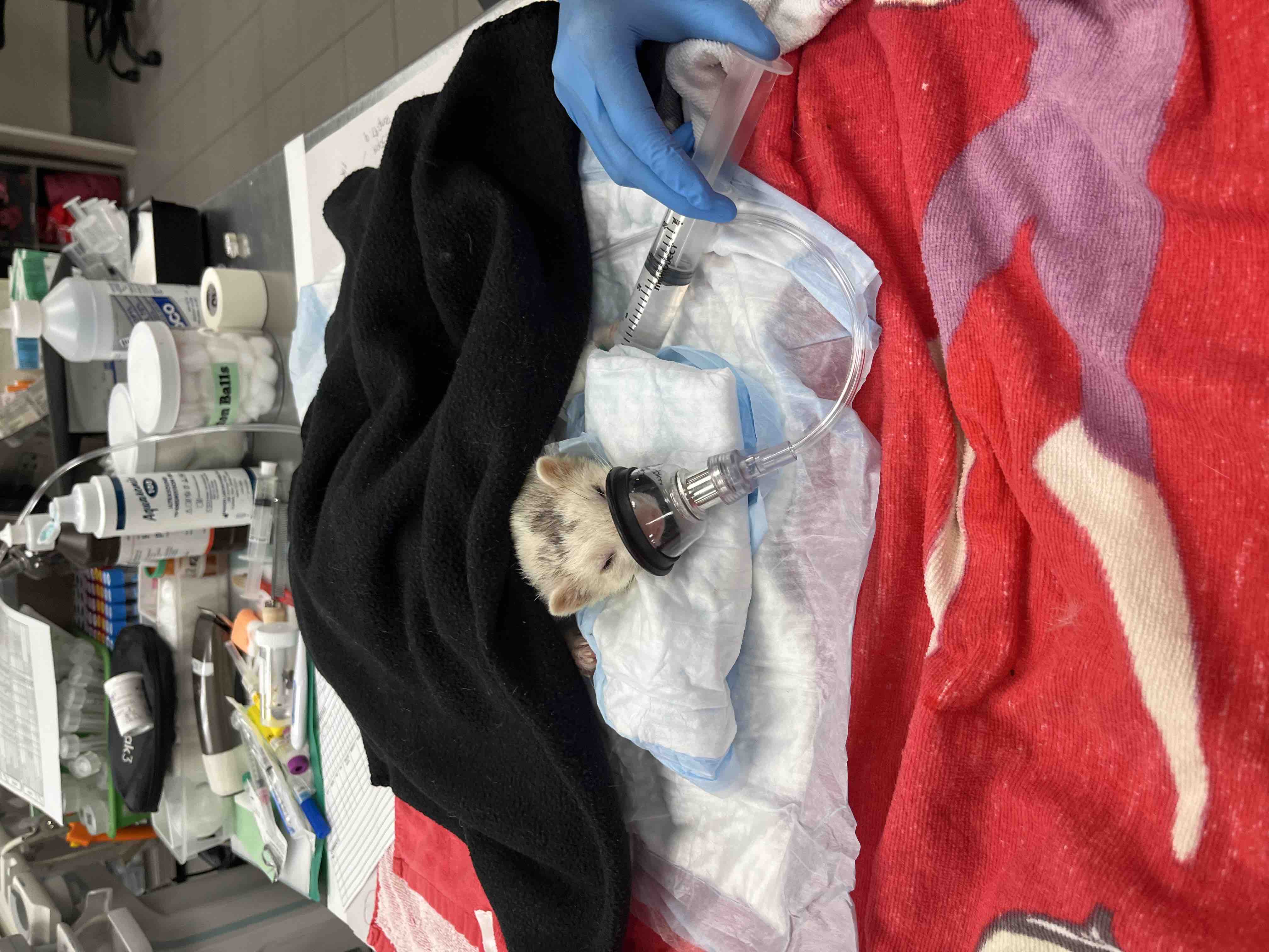 Help Pay For Spencer's ICU Hospitalization campaign photo, 7 of 10