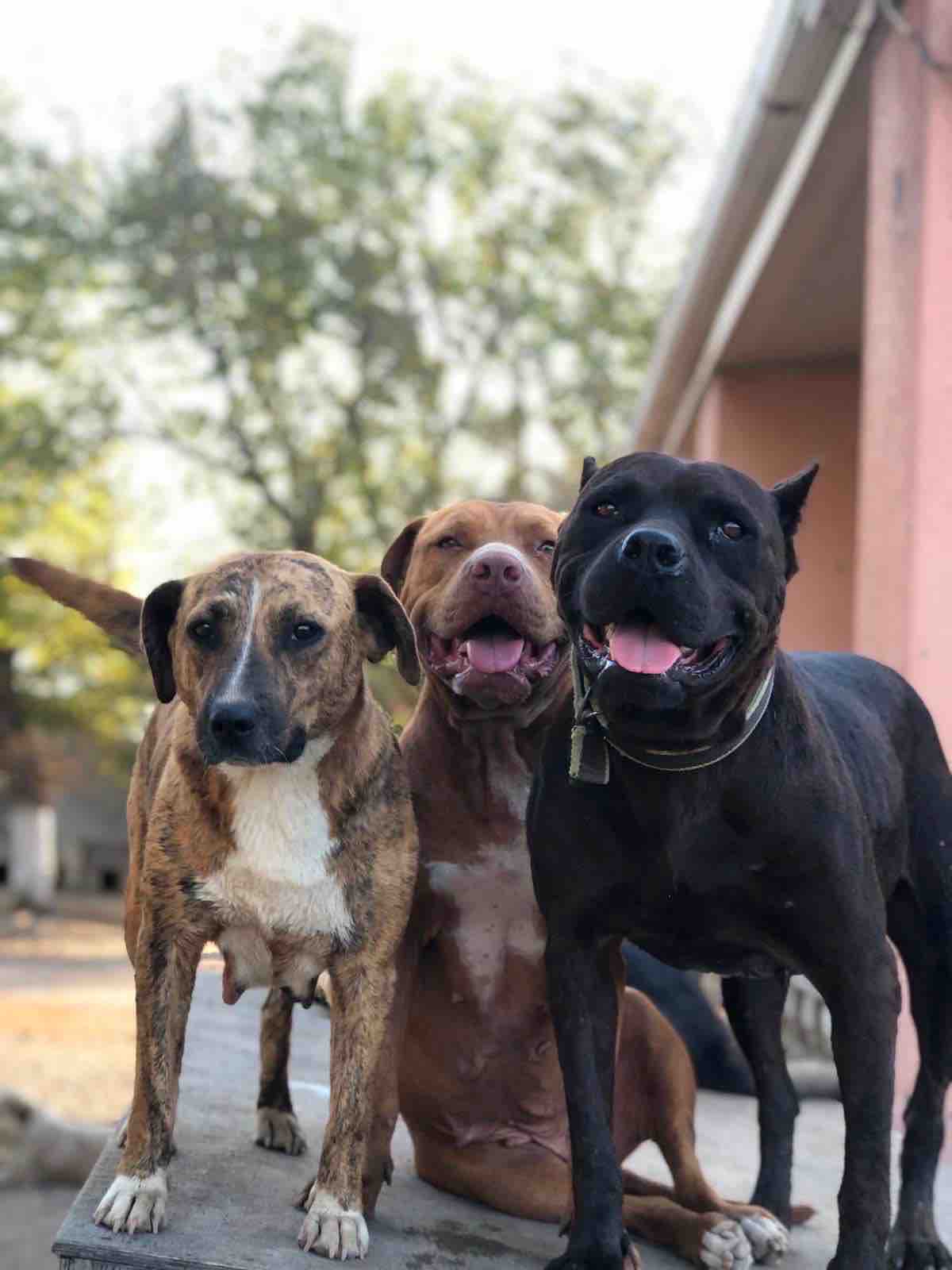 WE HAVE DAYS TO SAVE THEIR HOME campaign photo, 2 of 4