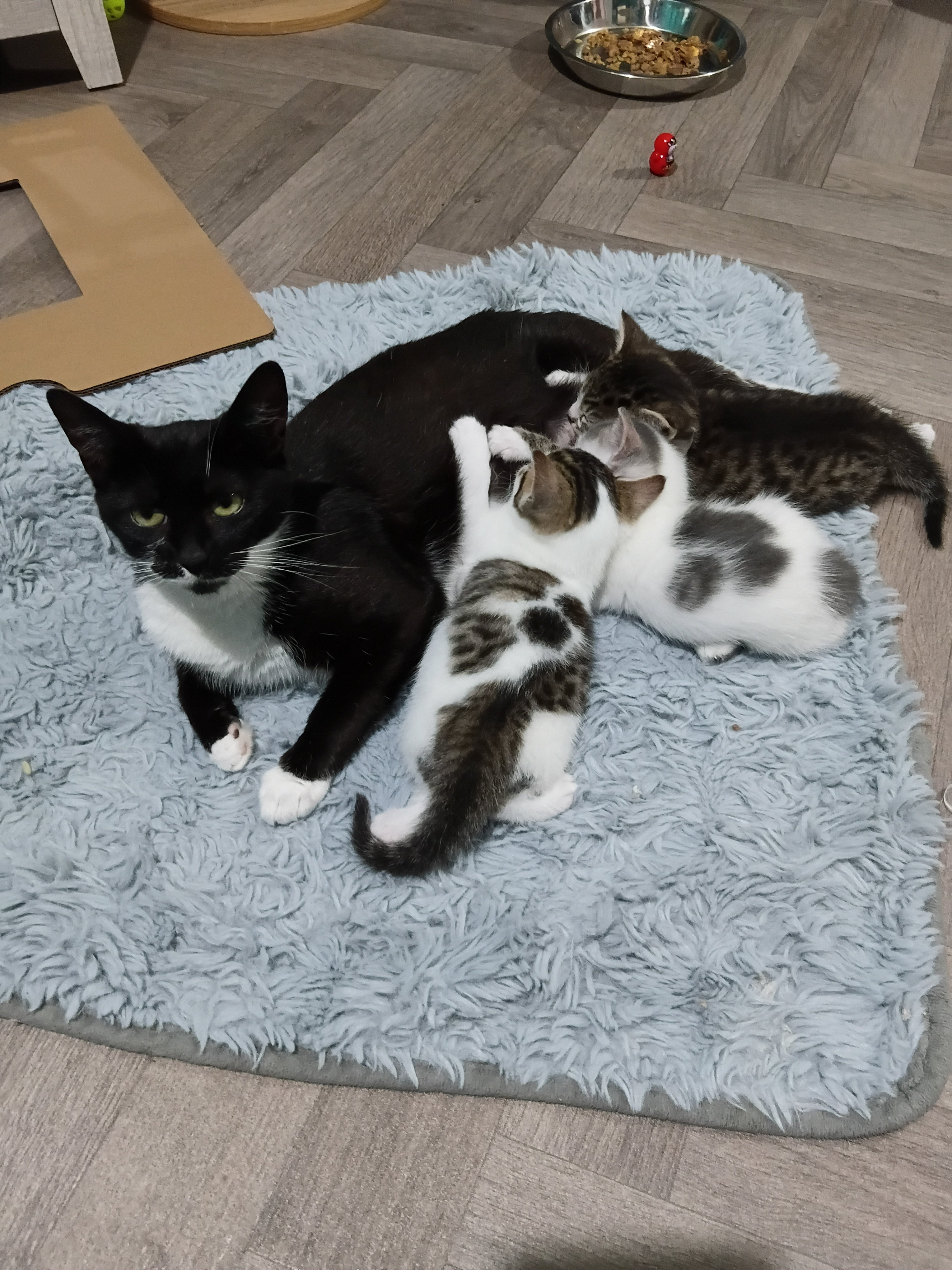 Poorly Kitties, Big Vet bills campaign photo, 2 of 4