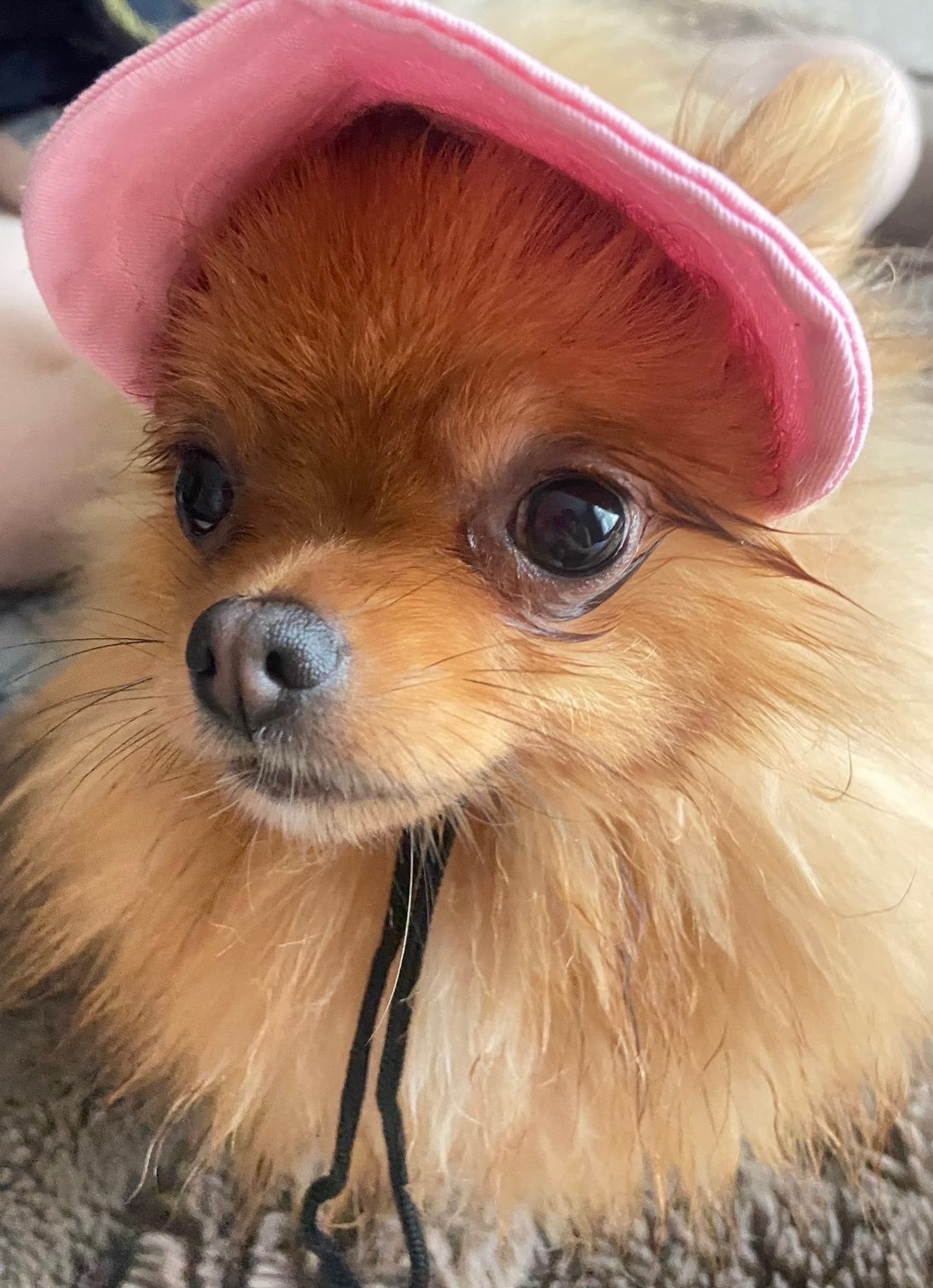 Help Maple Get Neurological Care campaign photo, 2 of 8