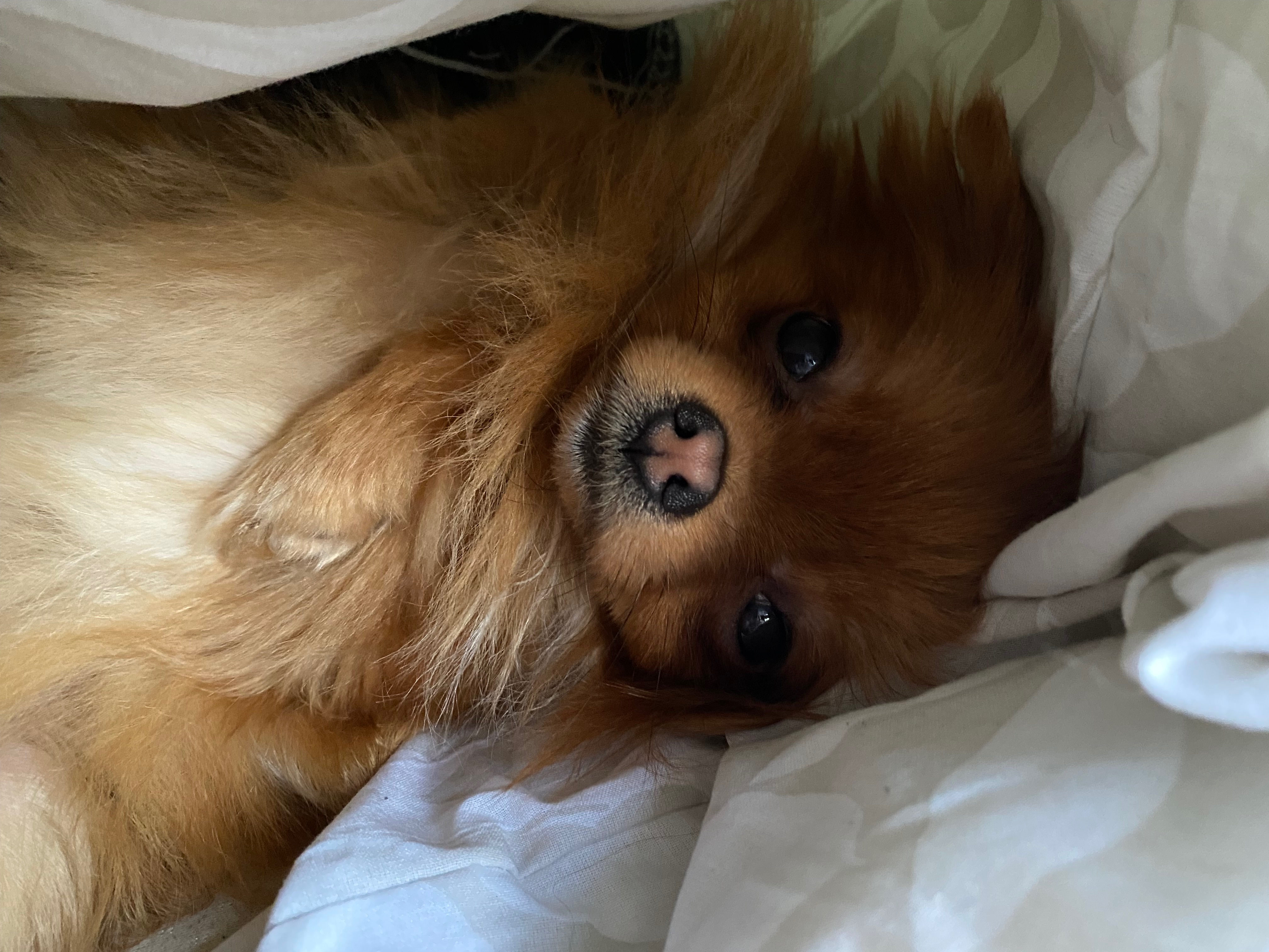 Help Maple Get Neurological Care campaign photo, 4 of 8