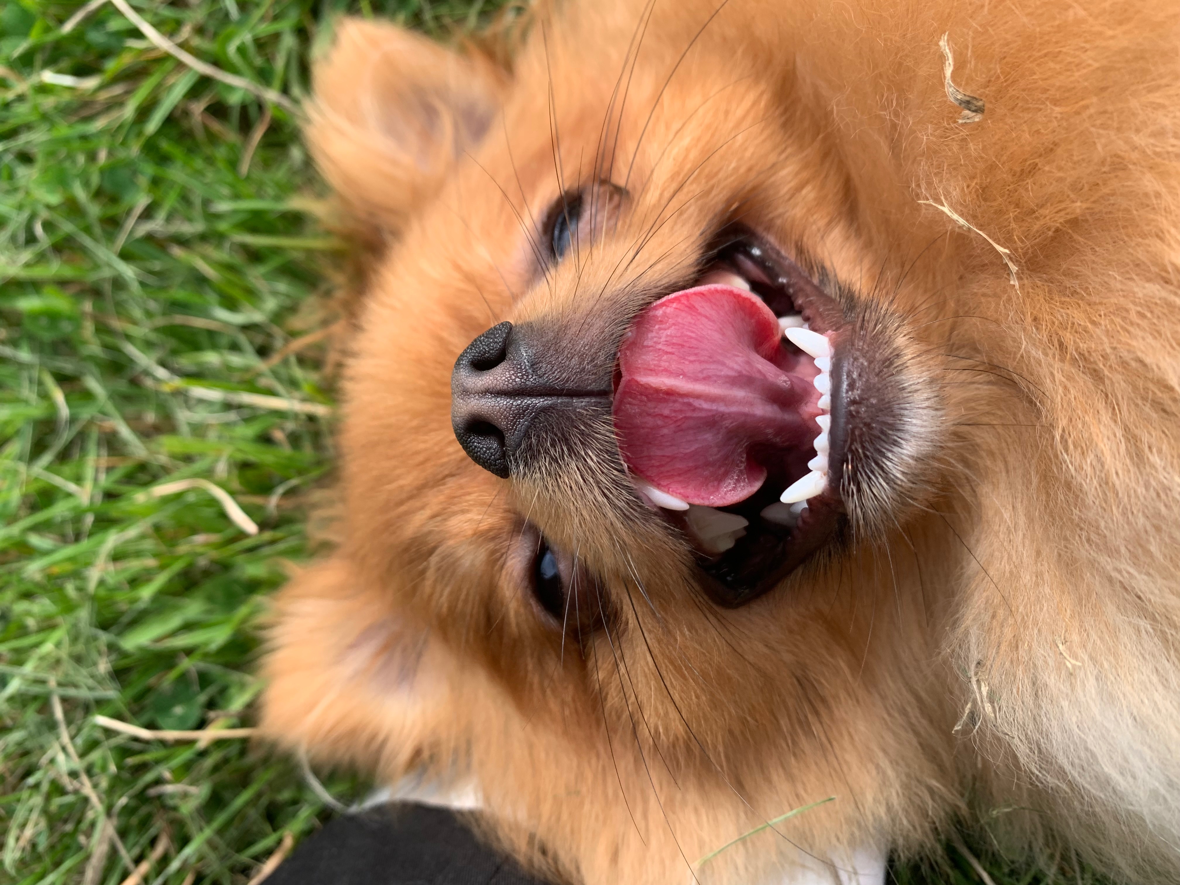 Help Maple Get Neurological Care campaign photo, 5 of 8