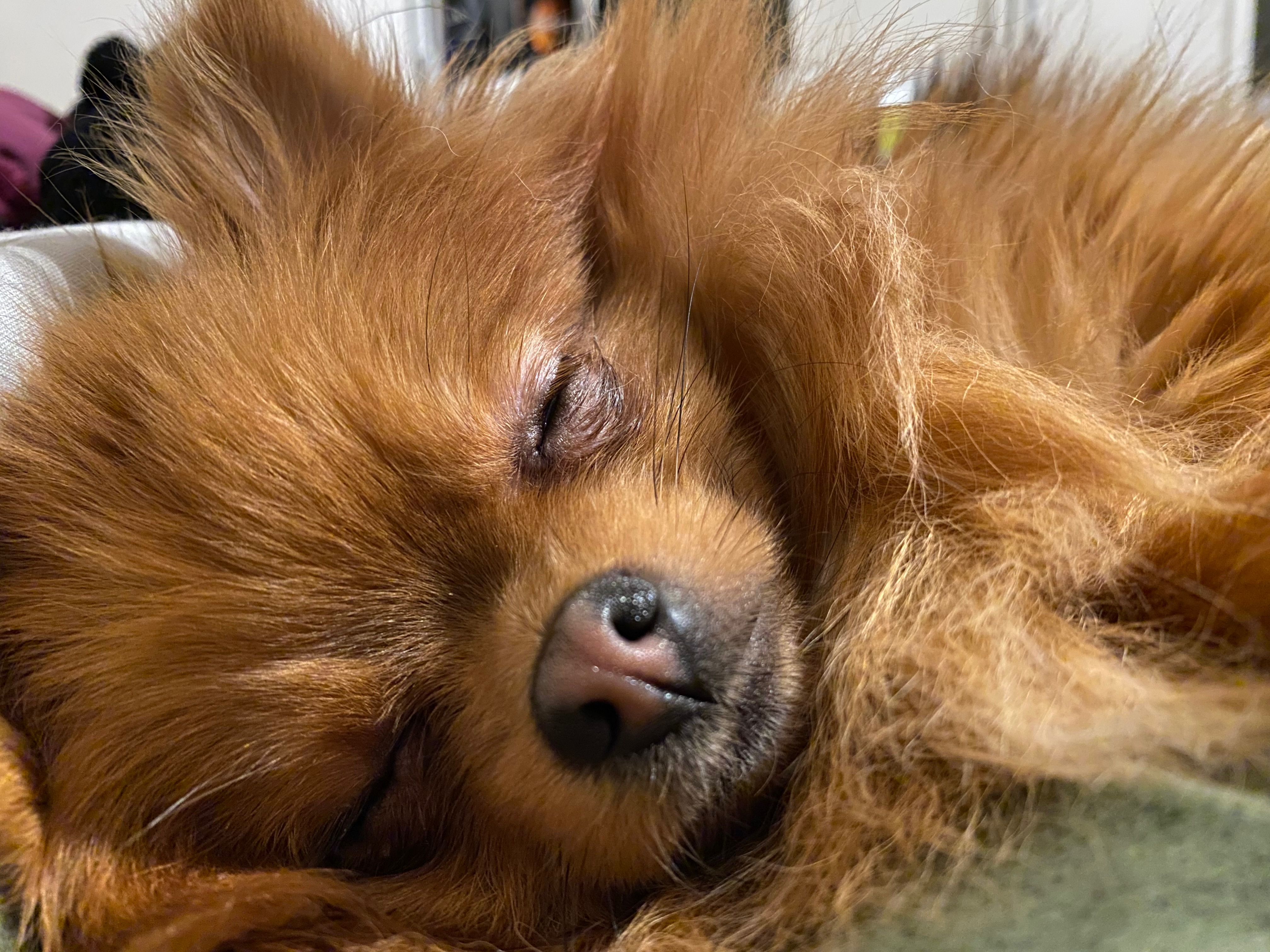 Help Maple Get Neurological Care campaign photo, 6 of 8