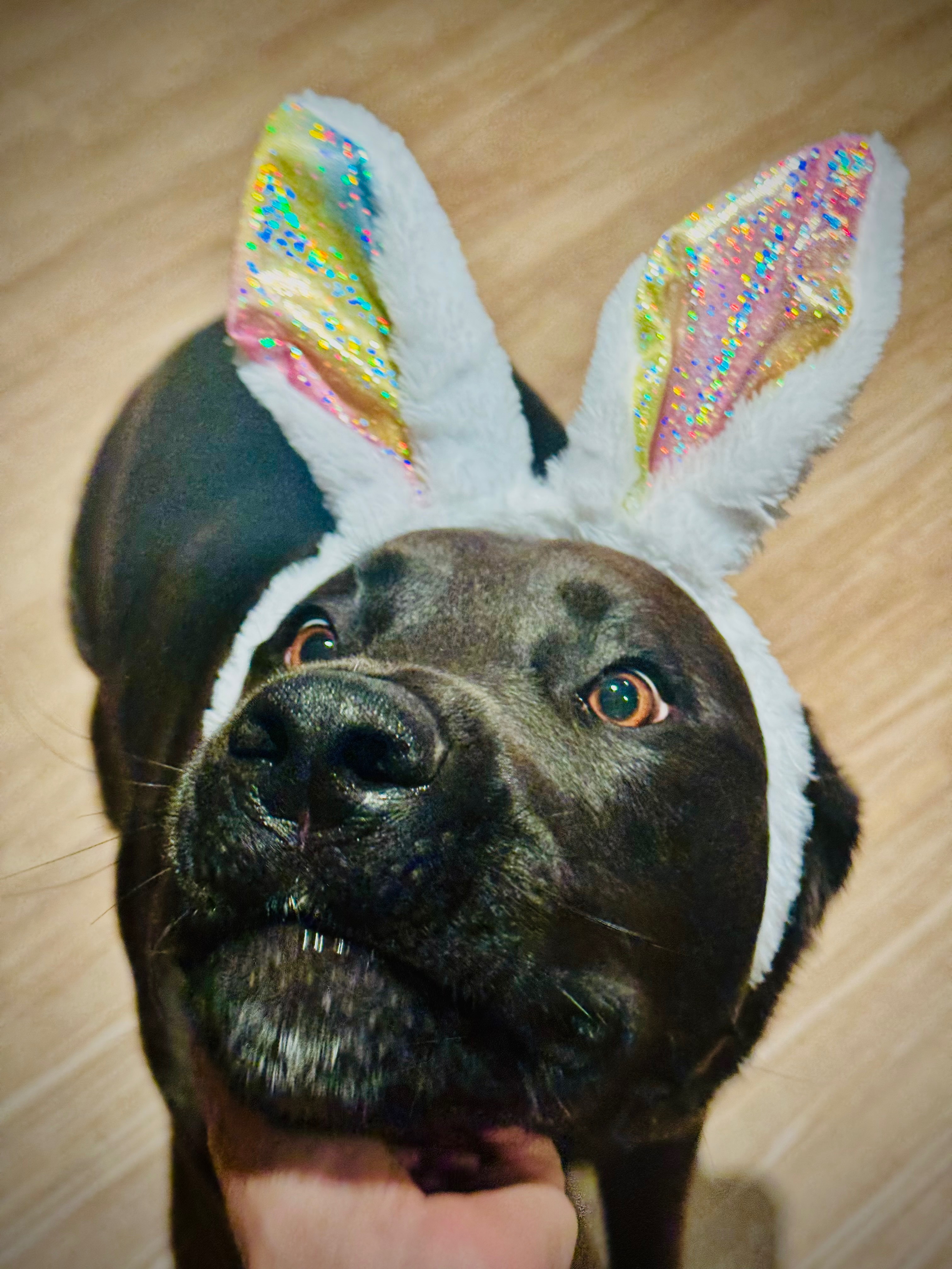 Help me give Snoopy a fighting chance campaign photo, 4 of 7