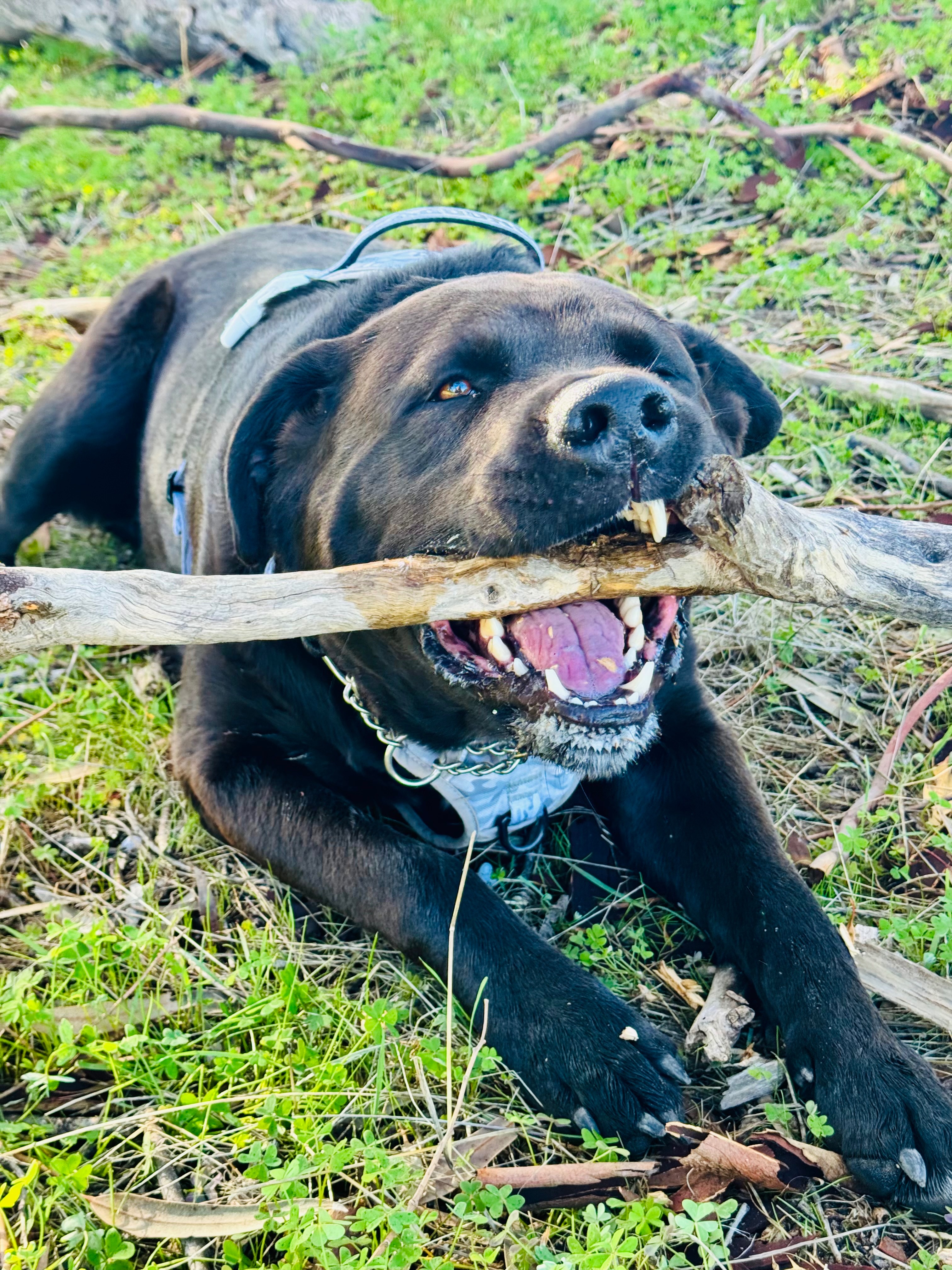 Help me give Snoopy a fighting chance campaign photo, 5 of 7