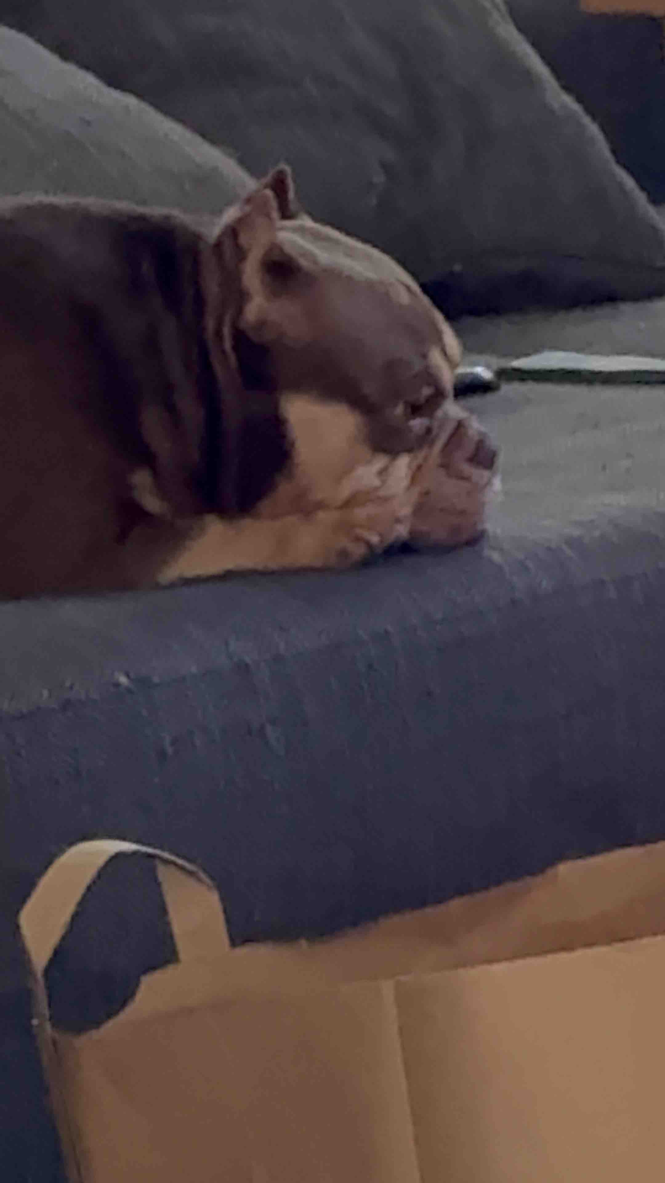 Help Tres Leche Get Surgery campaign photo, 2 of 10