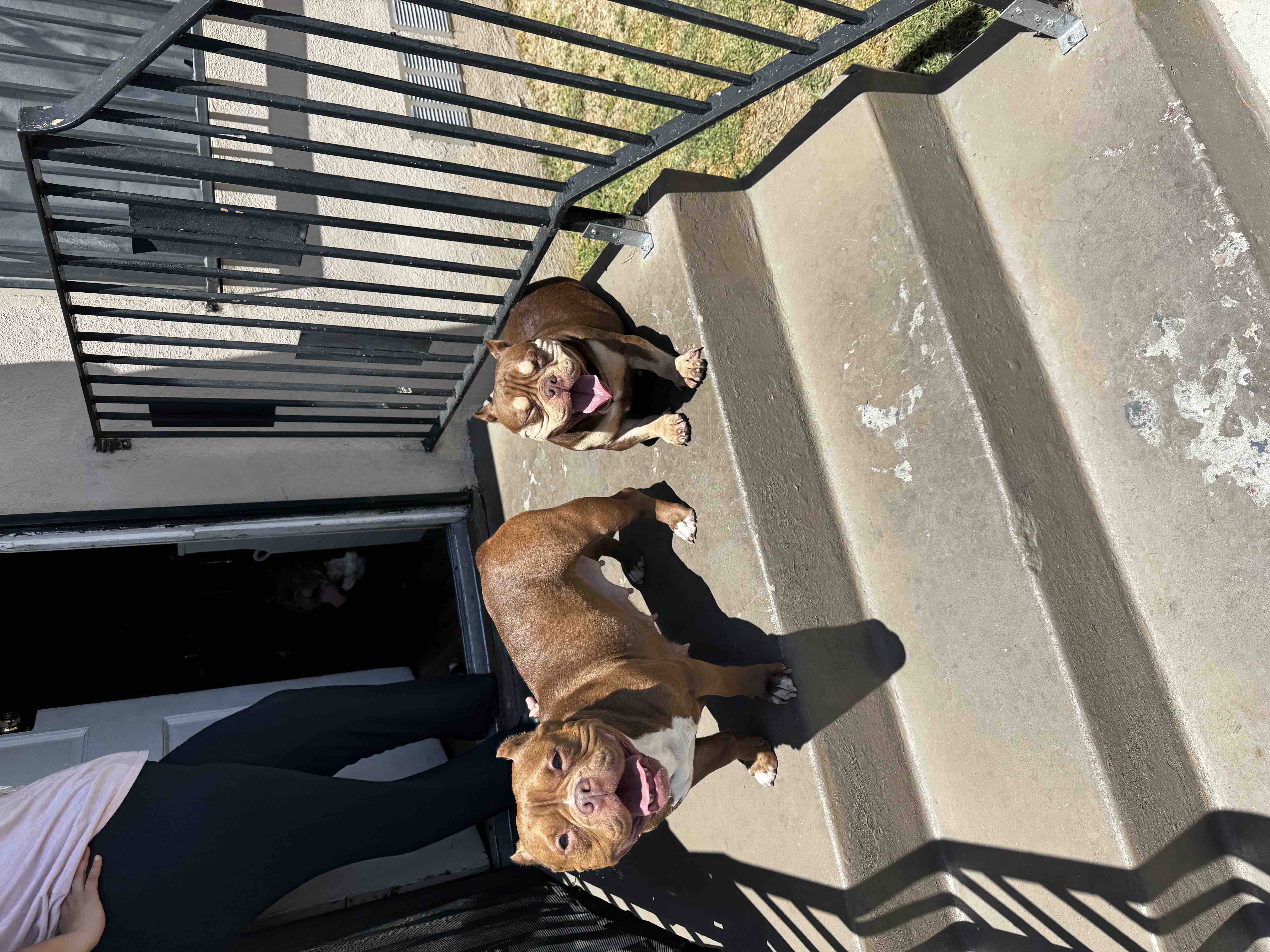 Help Tres Leche Get Surgery campaign photo, 4 of 10