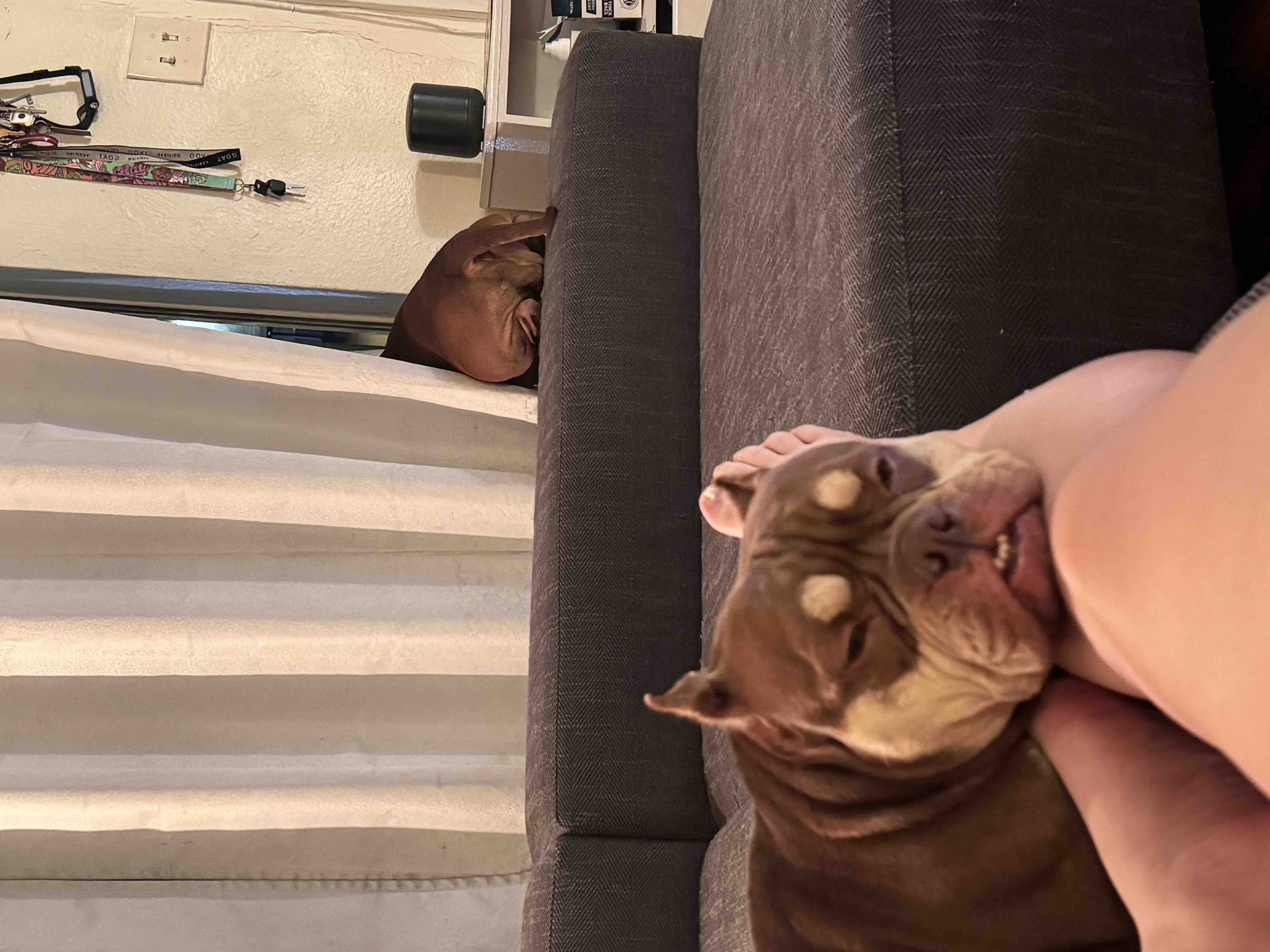 Help Tres Leche Get Surgery campaign photo, 6 of 10