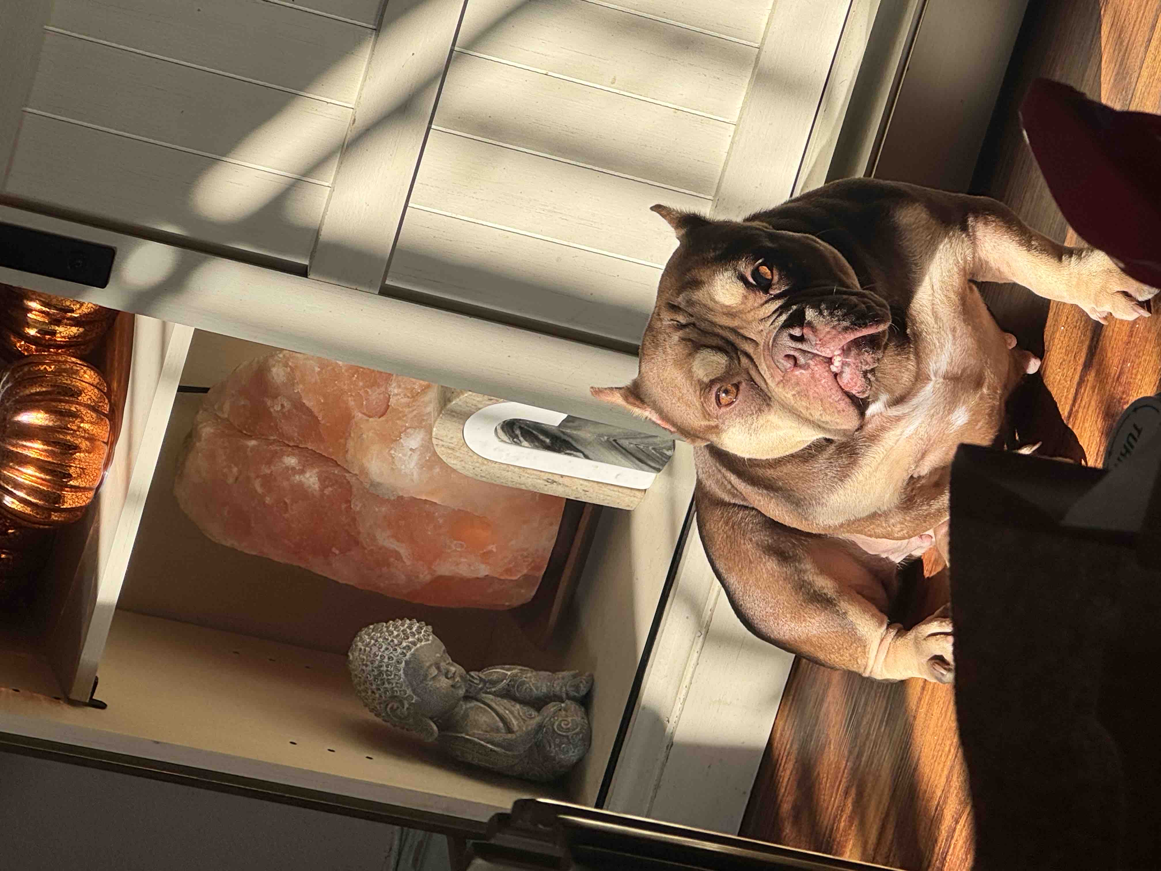 Help Tres Leche Get Surgery campaign photo, 8 of 10