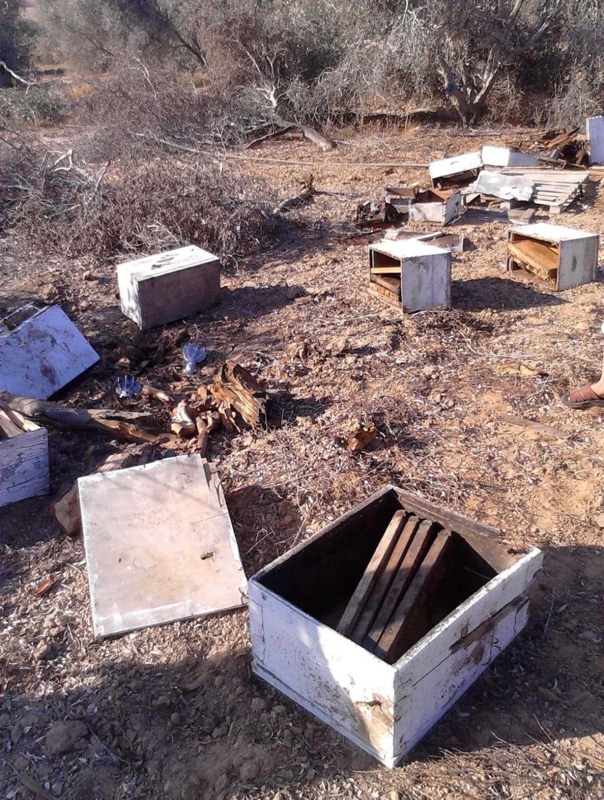 Gaza Beekeepers Cooperative Association campaign photo, 7 of 8