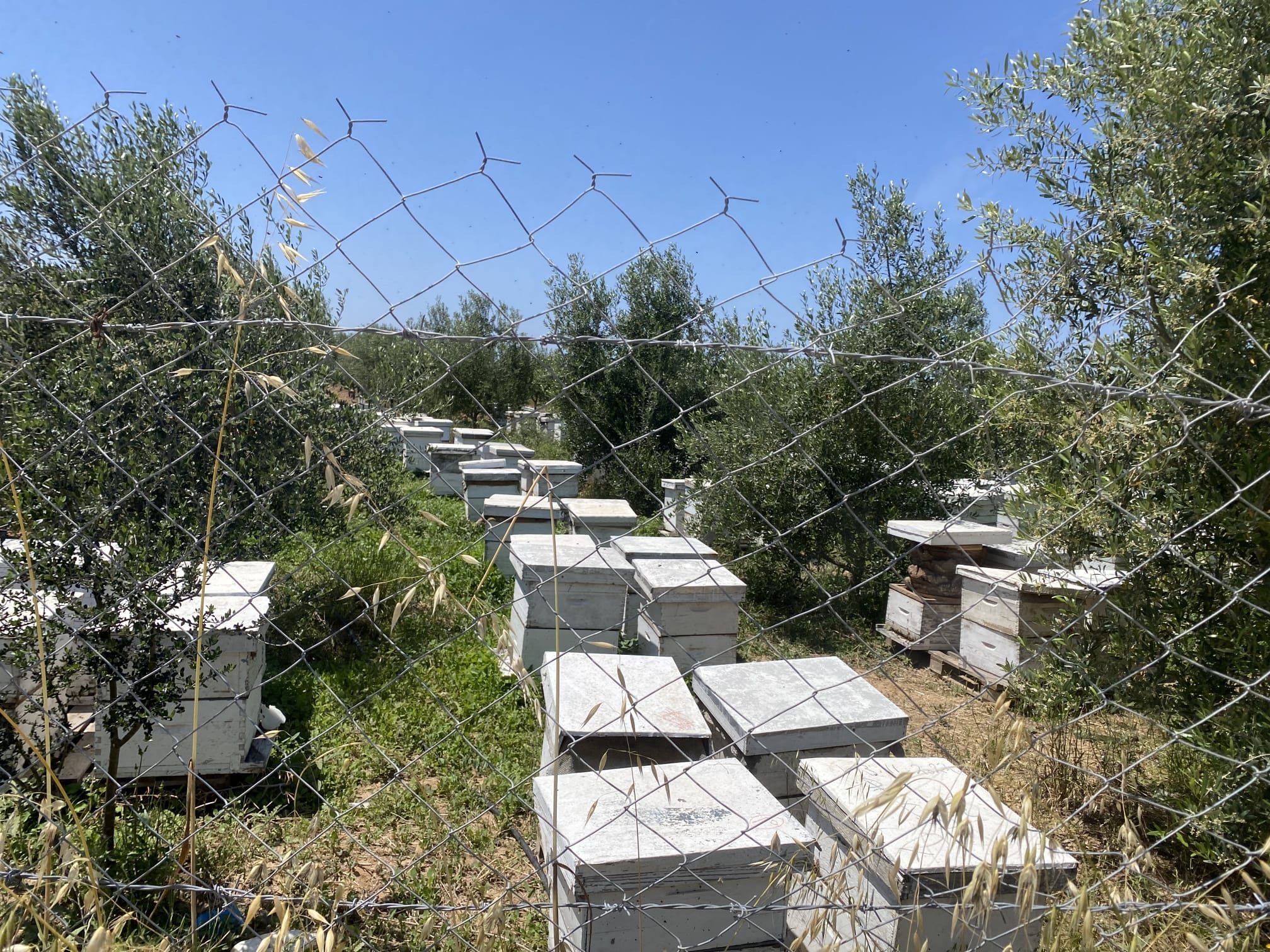 Gaza Beekeepers Cooperative Association campaign photo, 2 of 8
