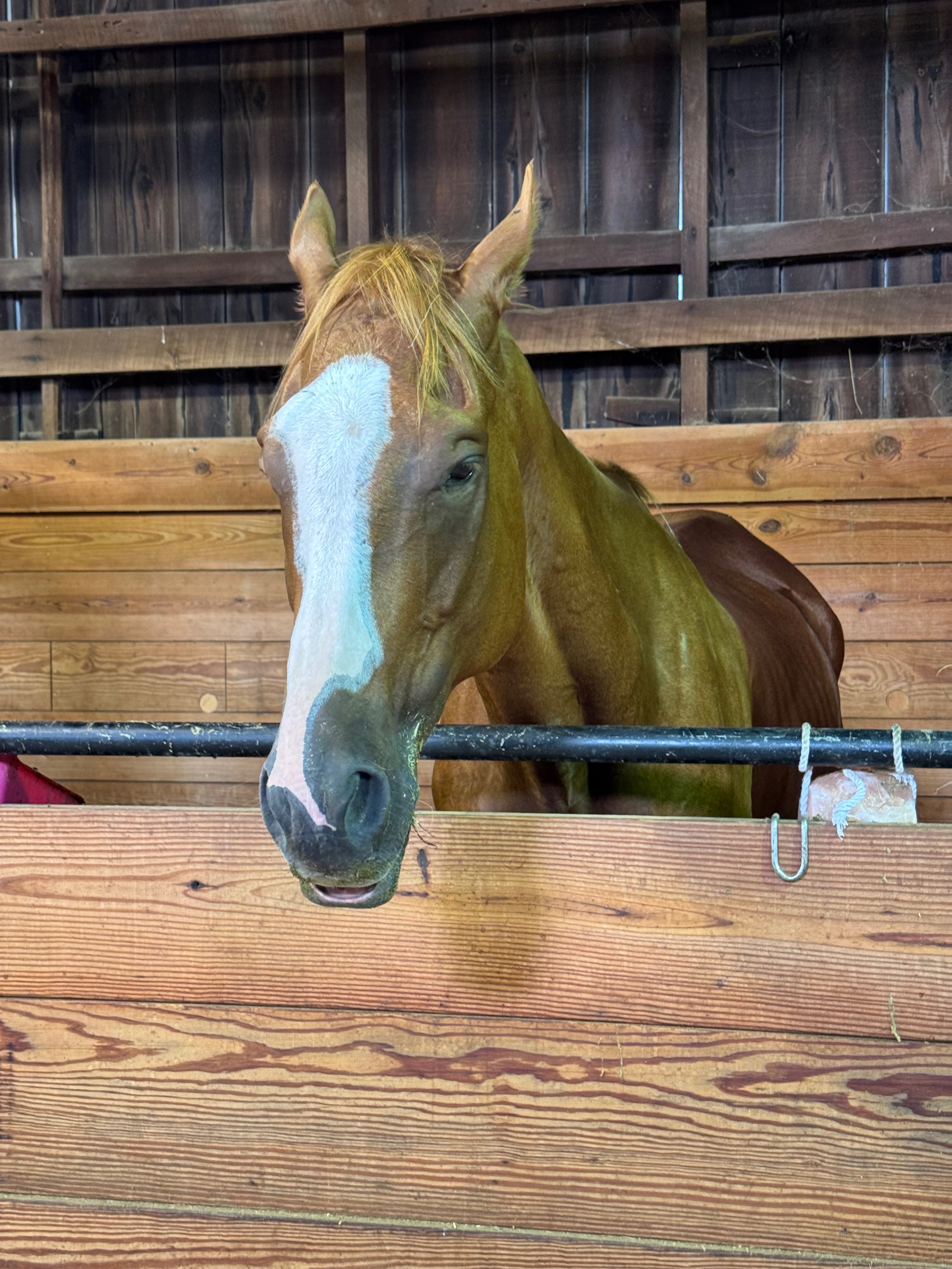 Copper's Veterinary and Nutritional Support campaign photo, 5 of 8