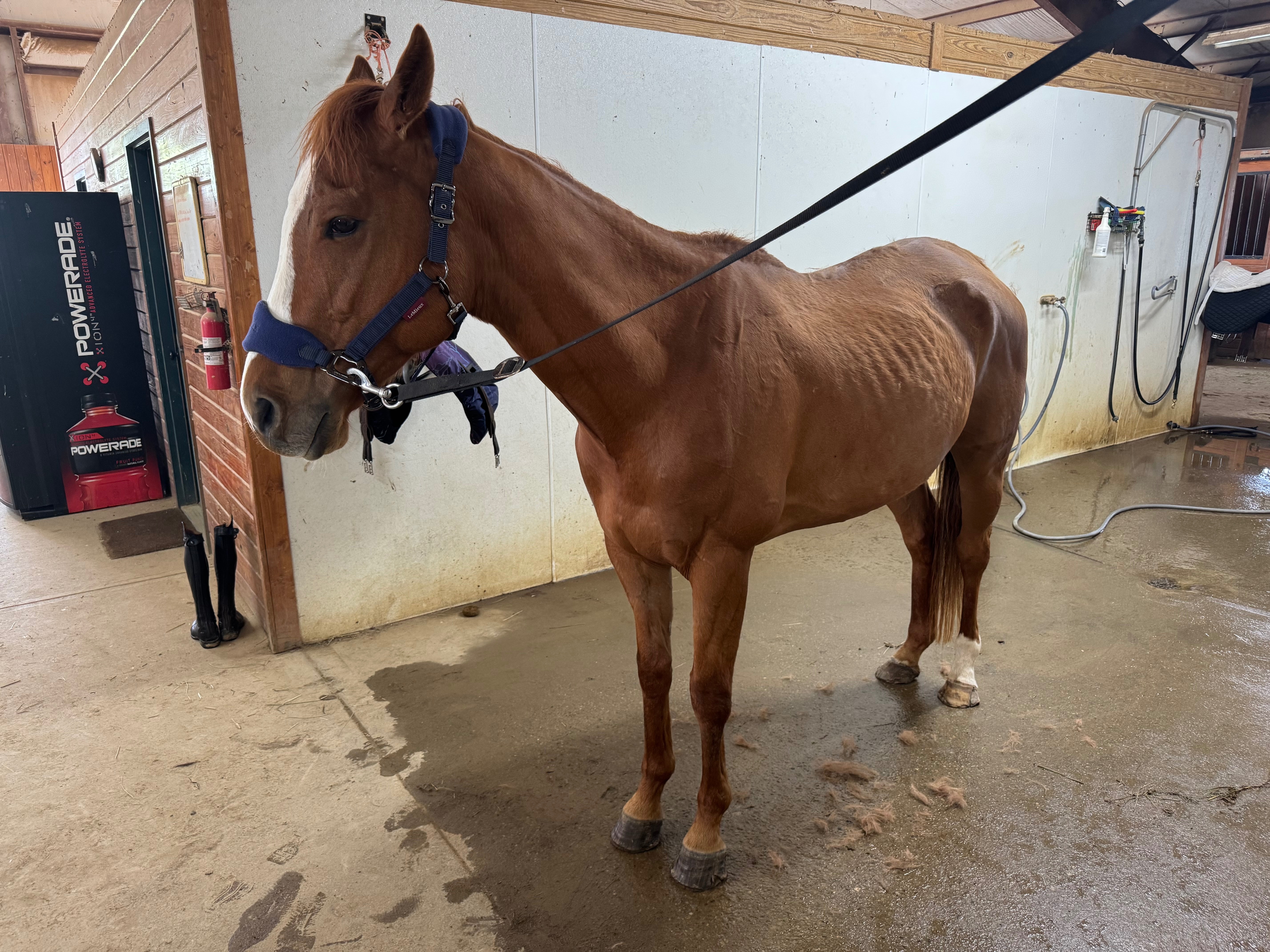 Copper's Veterinary and Nutritional Support campaign photo, 6 of 8