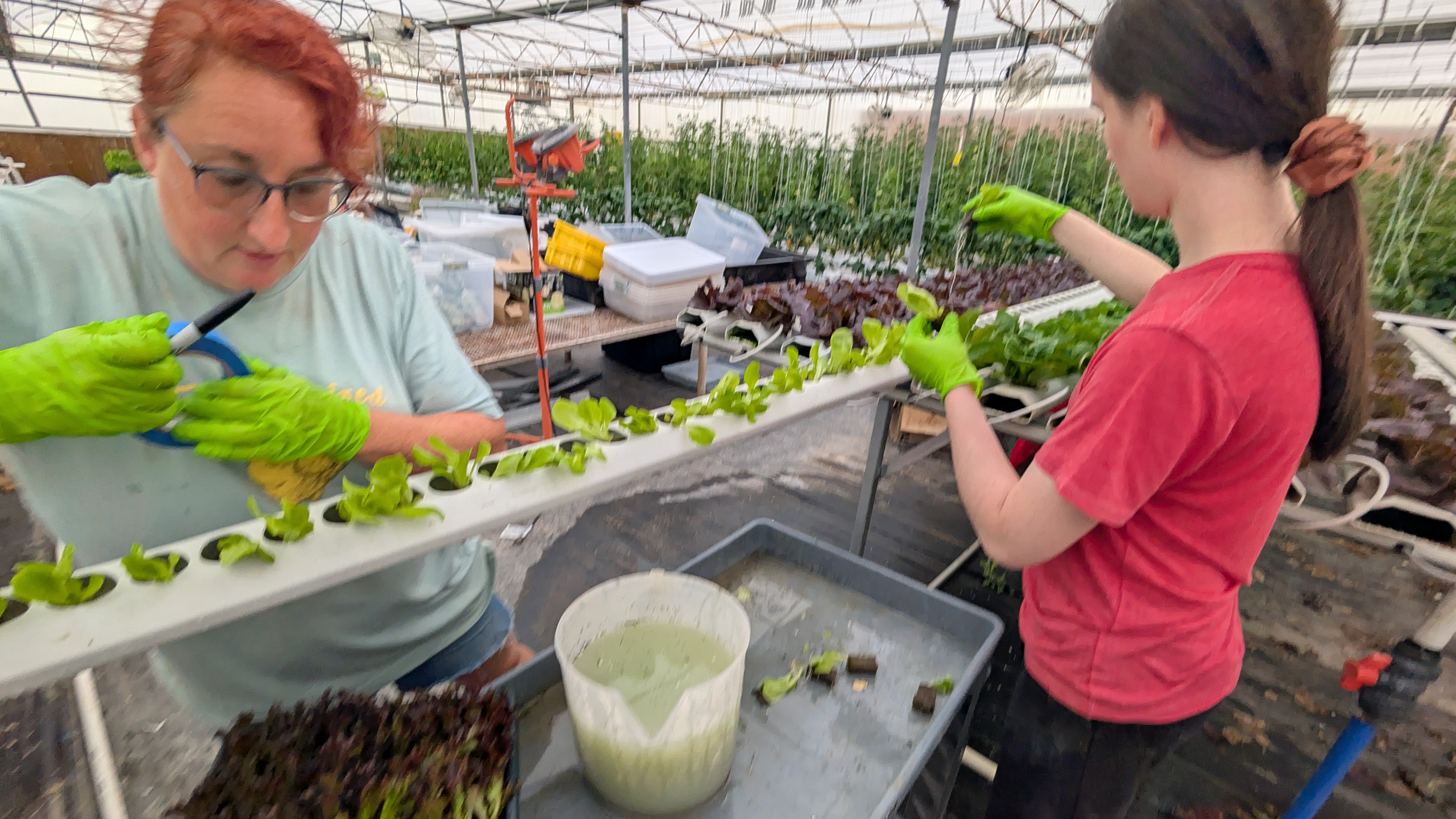 Small local producer Veggie Joy Farms Hit by Severe Storm campaign photo, 2 of 7