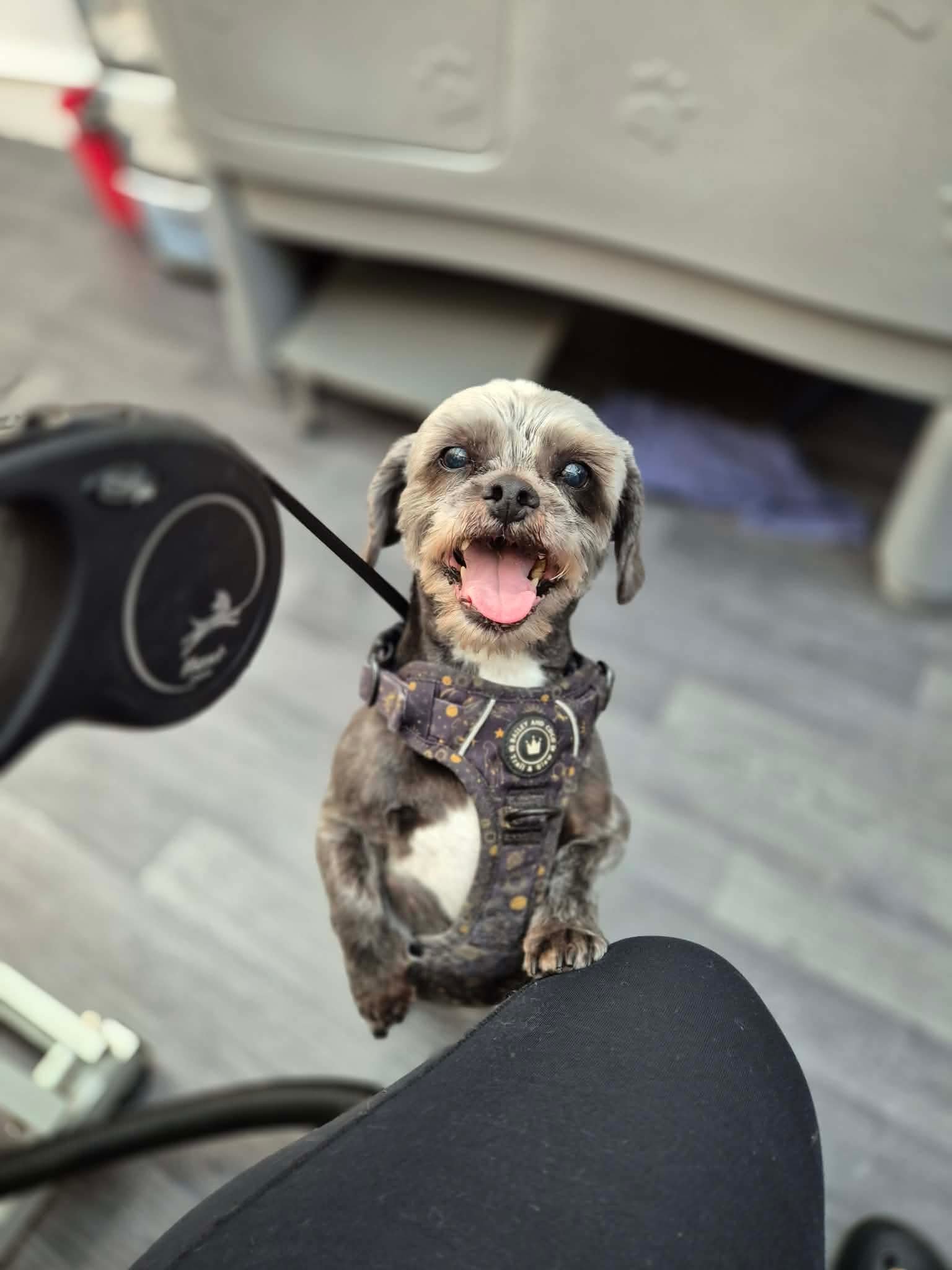 my best friend Dipper (the hairy little man in the pictures) campaign photo, 2 of 4
