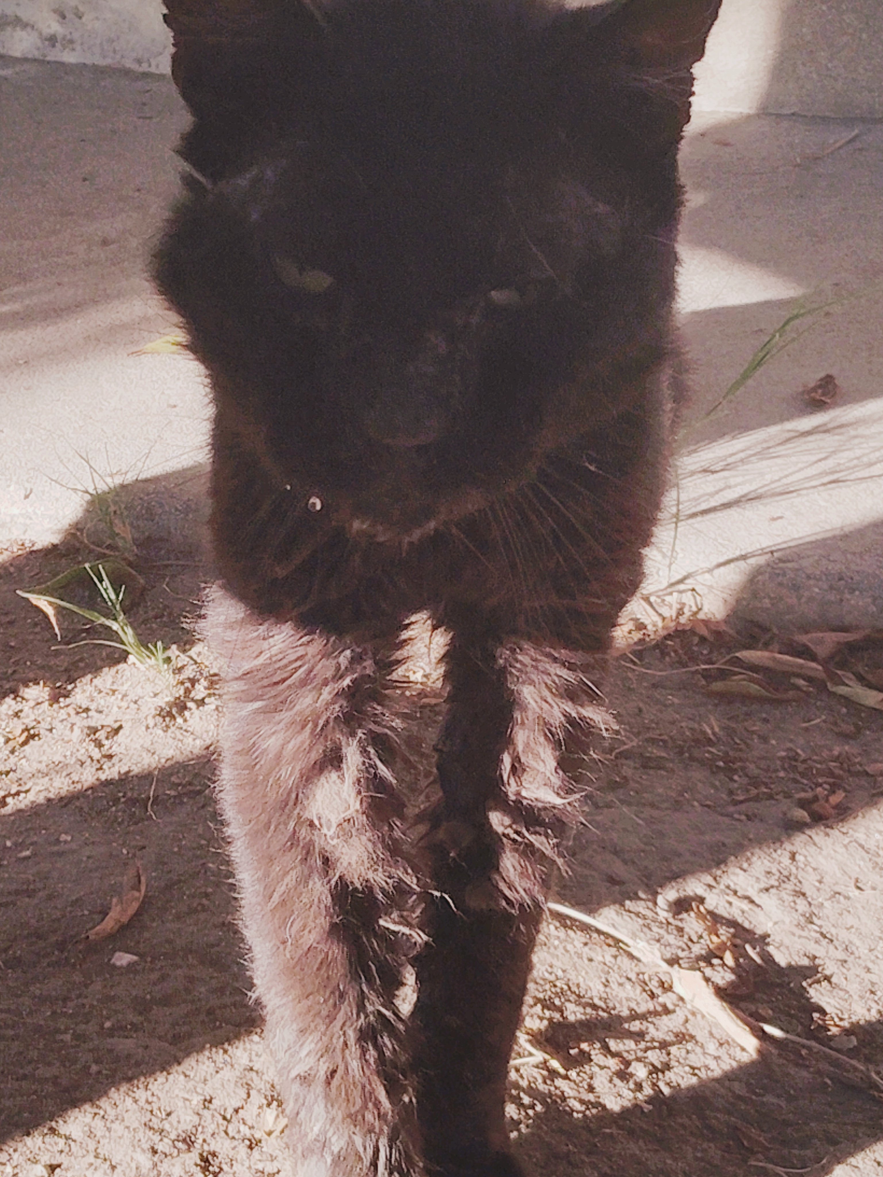 Help Jerry the Black Cat Get Well campaign photo, 7 of 8