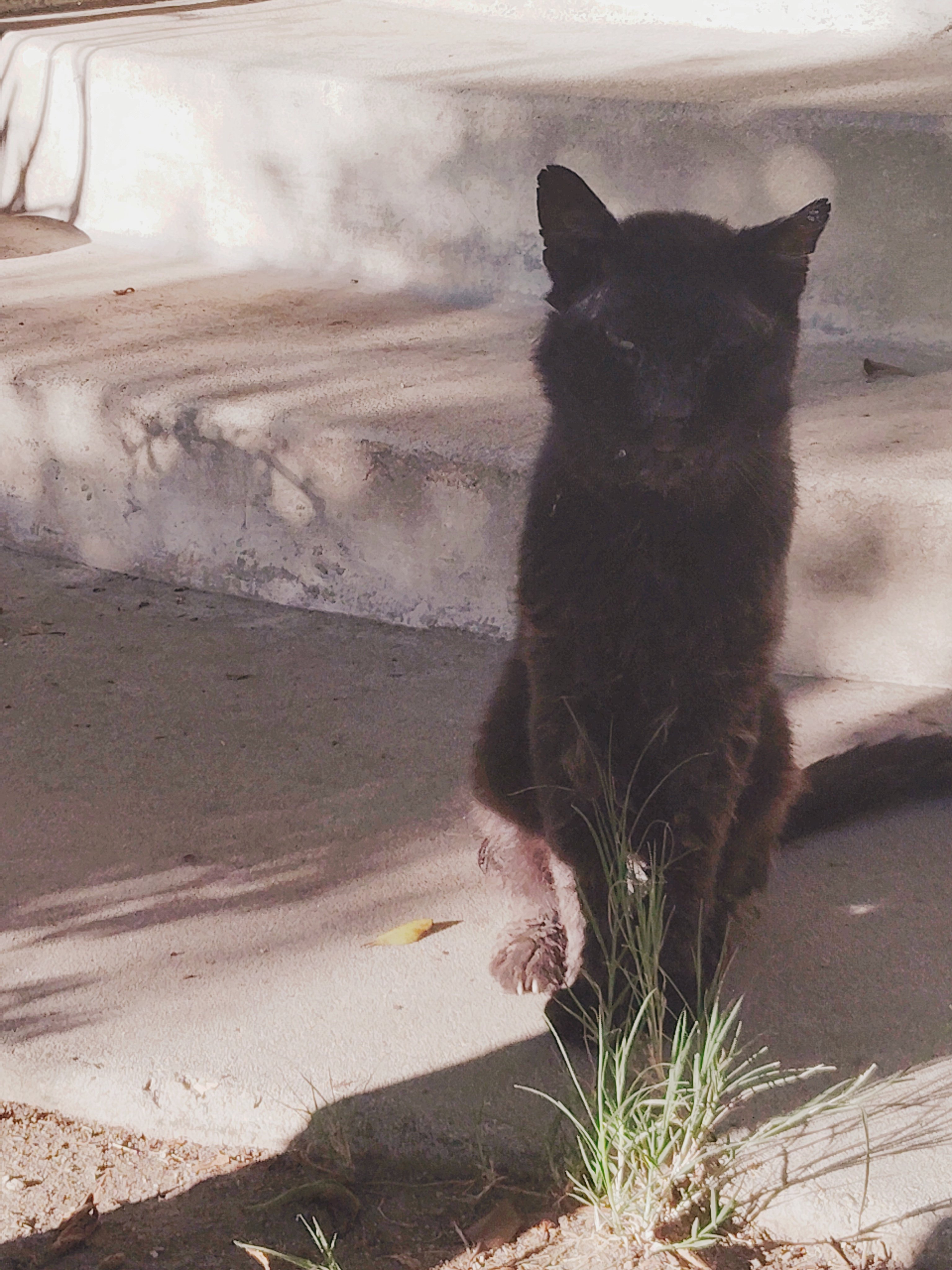 Help Jerry the Black Cat Get Well campaign photo, 2 of 8