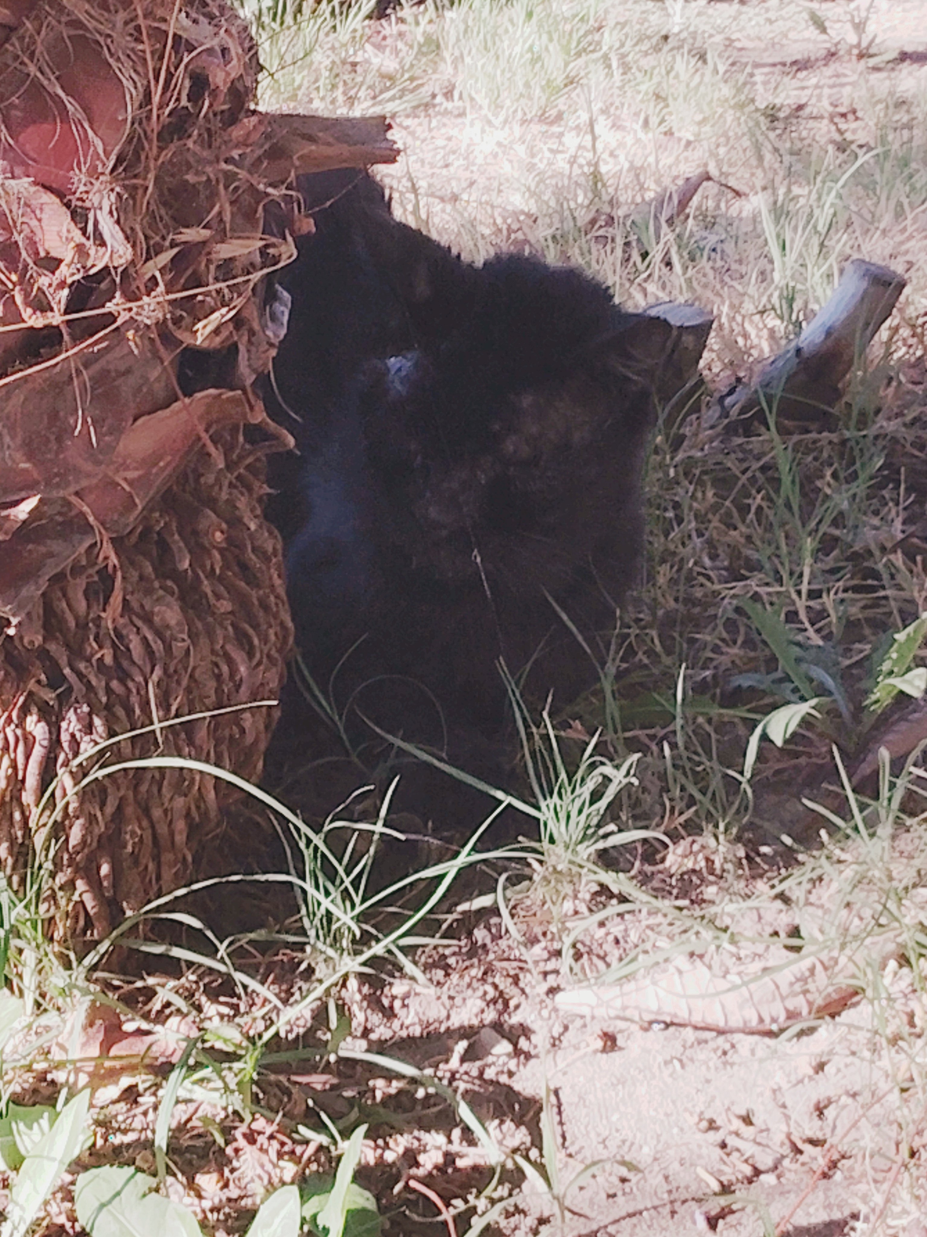 Help Jerry the Black Cat Get Well campaign photo, 4 of 8
