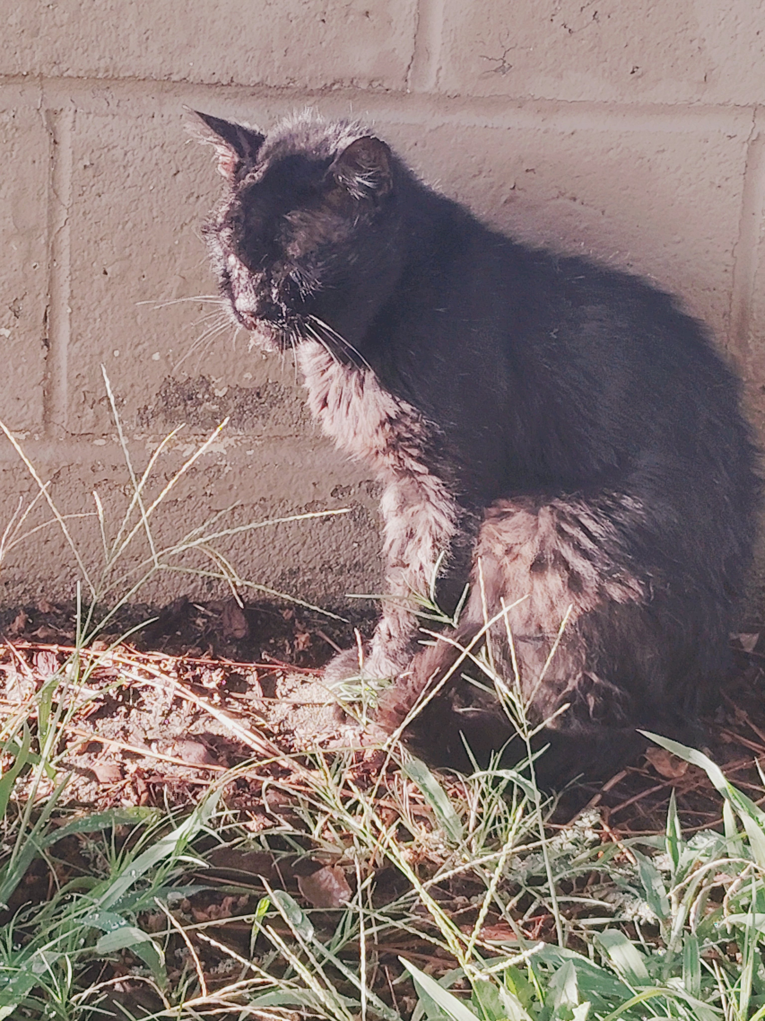 Help Jerry the Black Cat Get Well campaign photo, 5 of 8