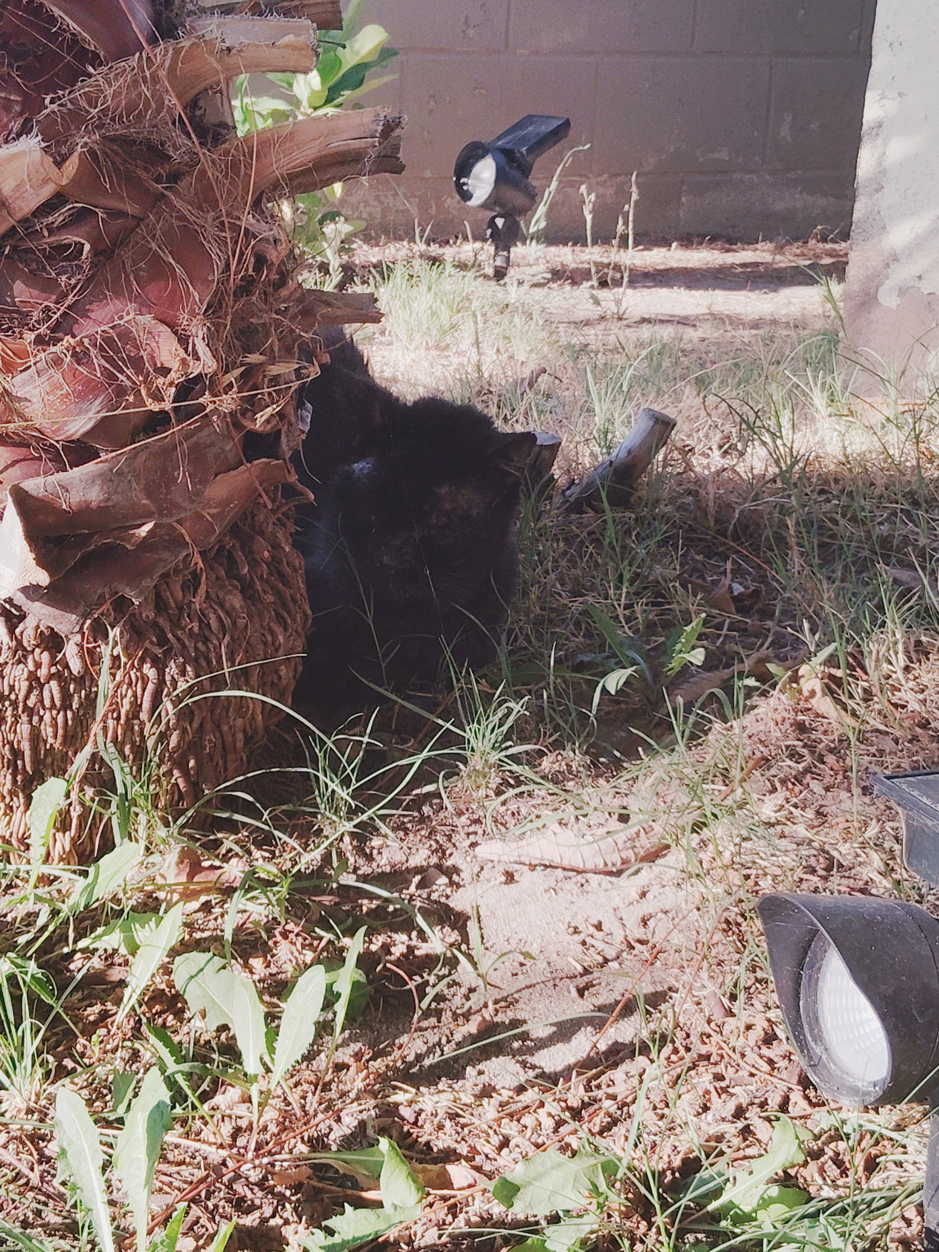 Help Jerry the Black Cat Get Well campaign photo, 6 of 8