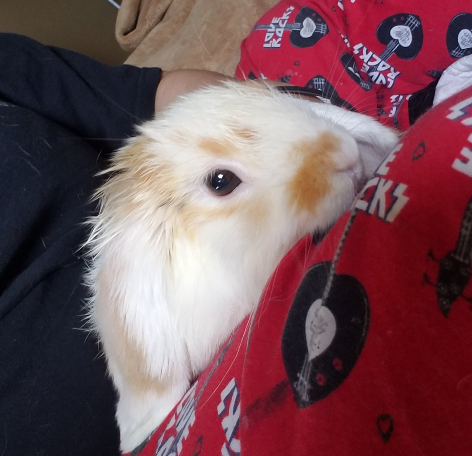 Help Bring Tater Tot Home campaign photo, 6 of 7