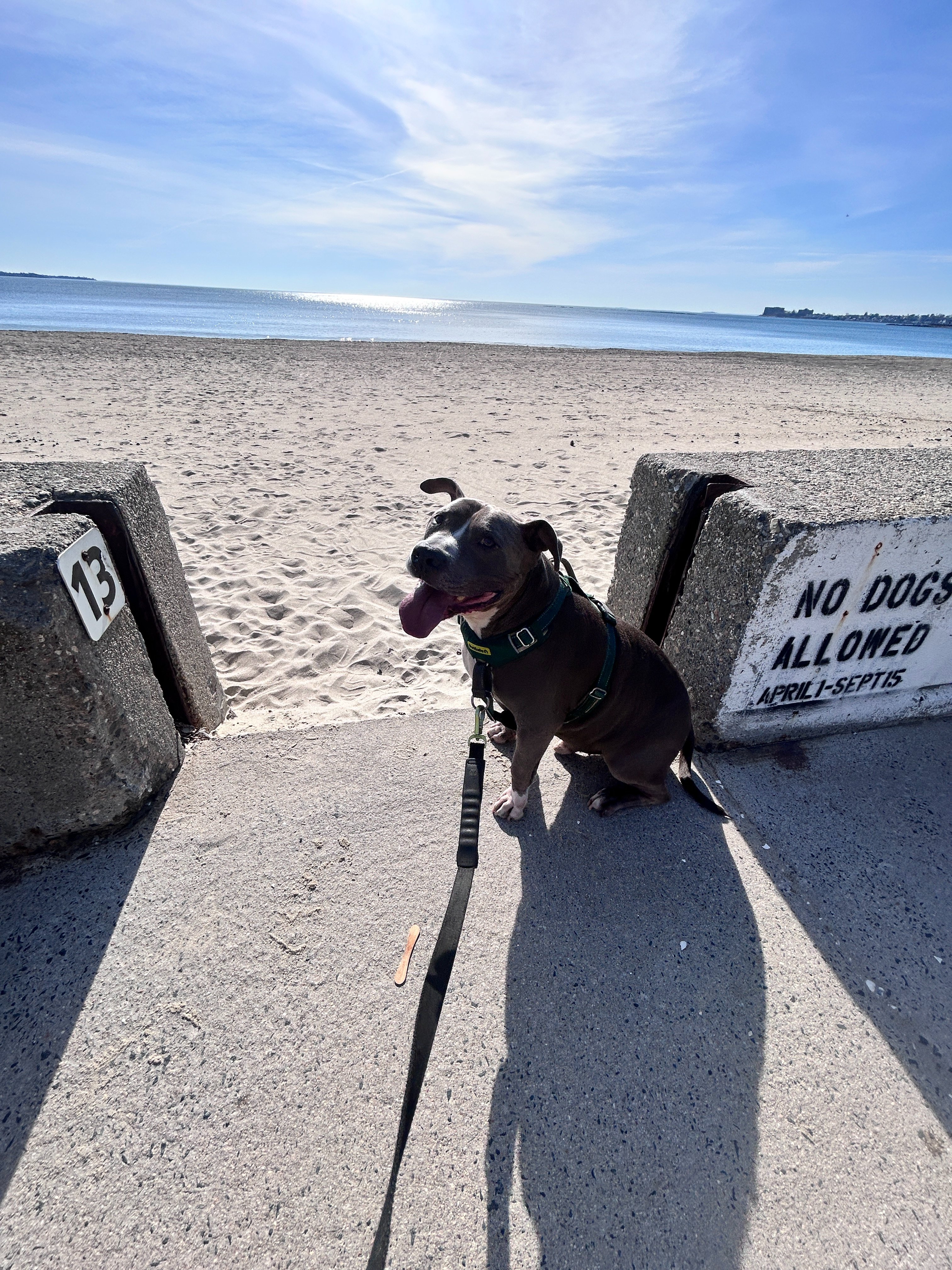 Help King Kong's Tumor Surgery and Biopsy Costs campaign photo, 7 of 8