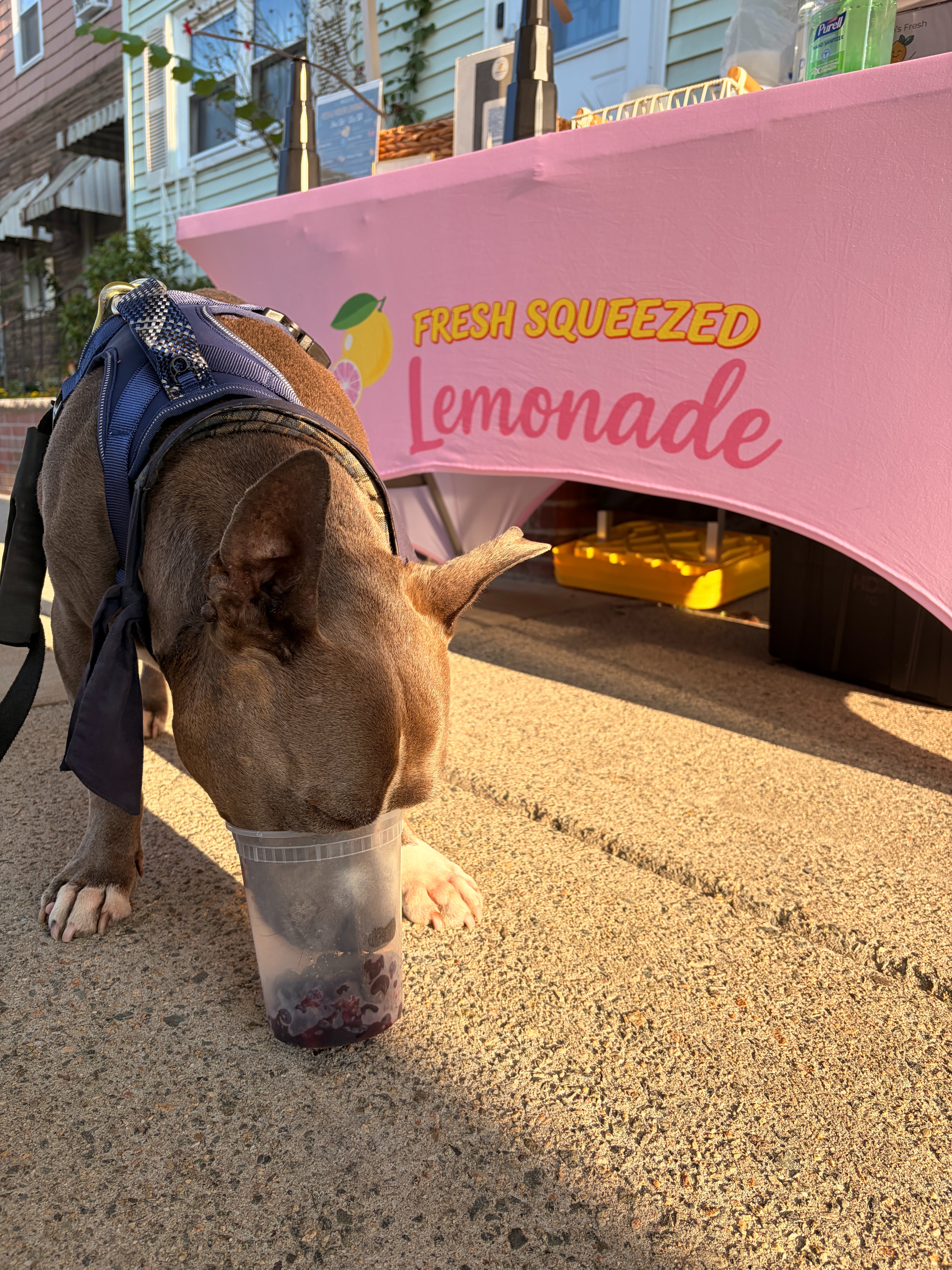 Help King Kong's Tumor Surgery and Biopsy Costs campaign photo, 2 of 8
