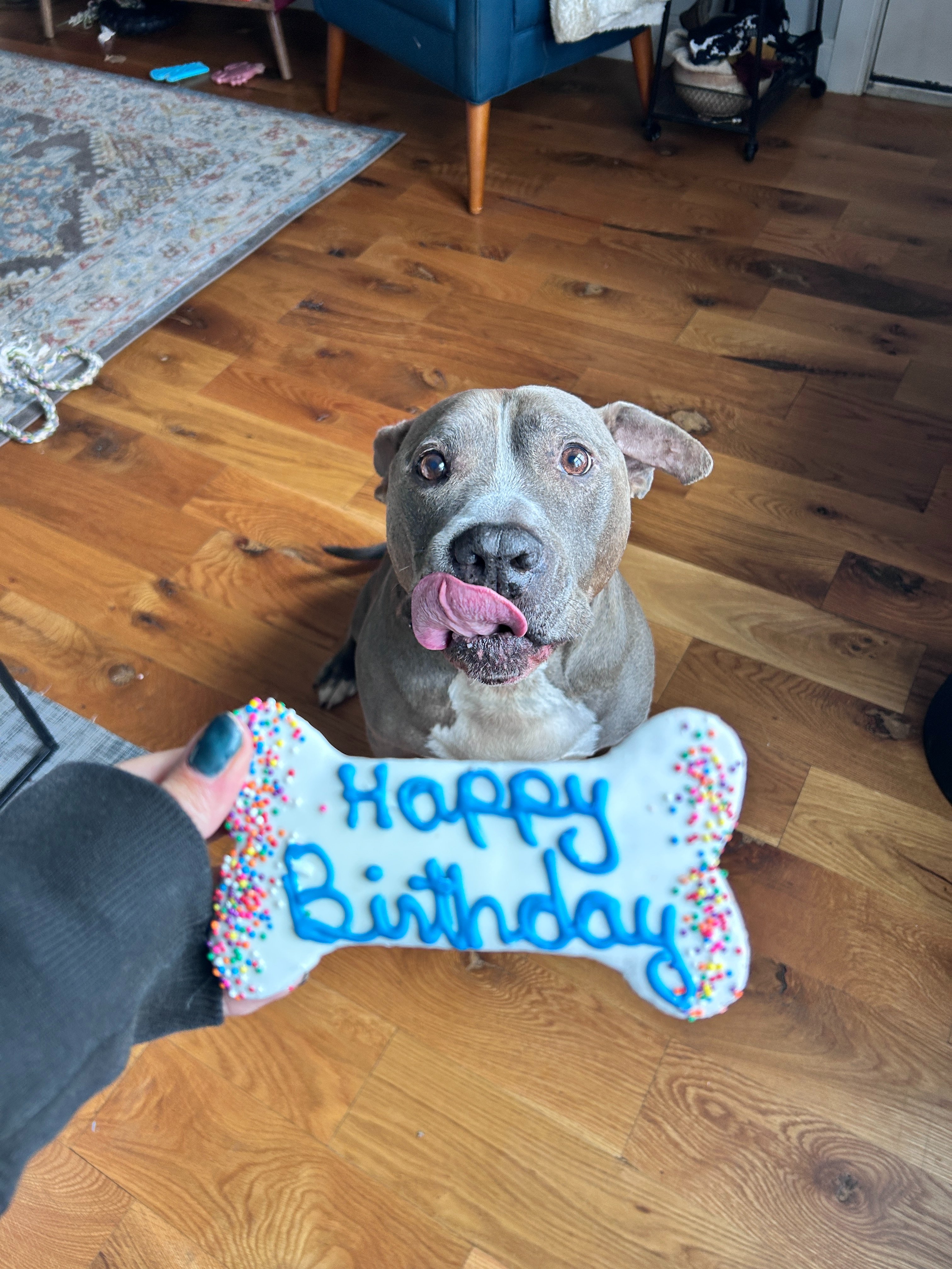 Help King Kong's Tumor Surgery and Biopsy Costs campaign photo, 5 of 8