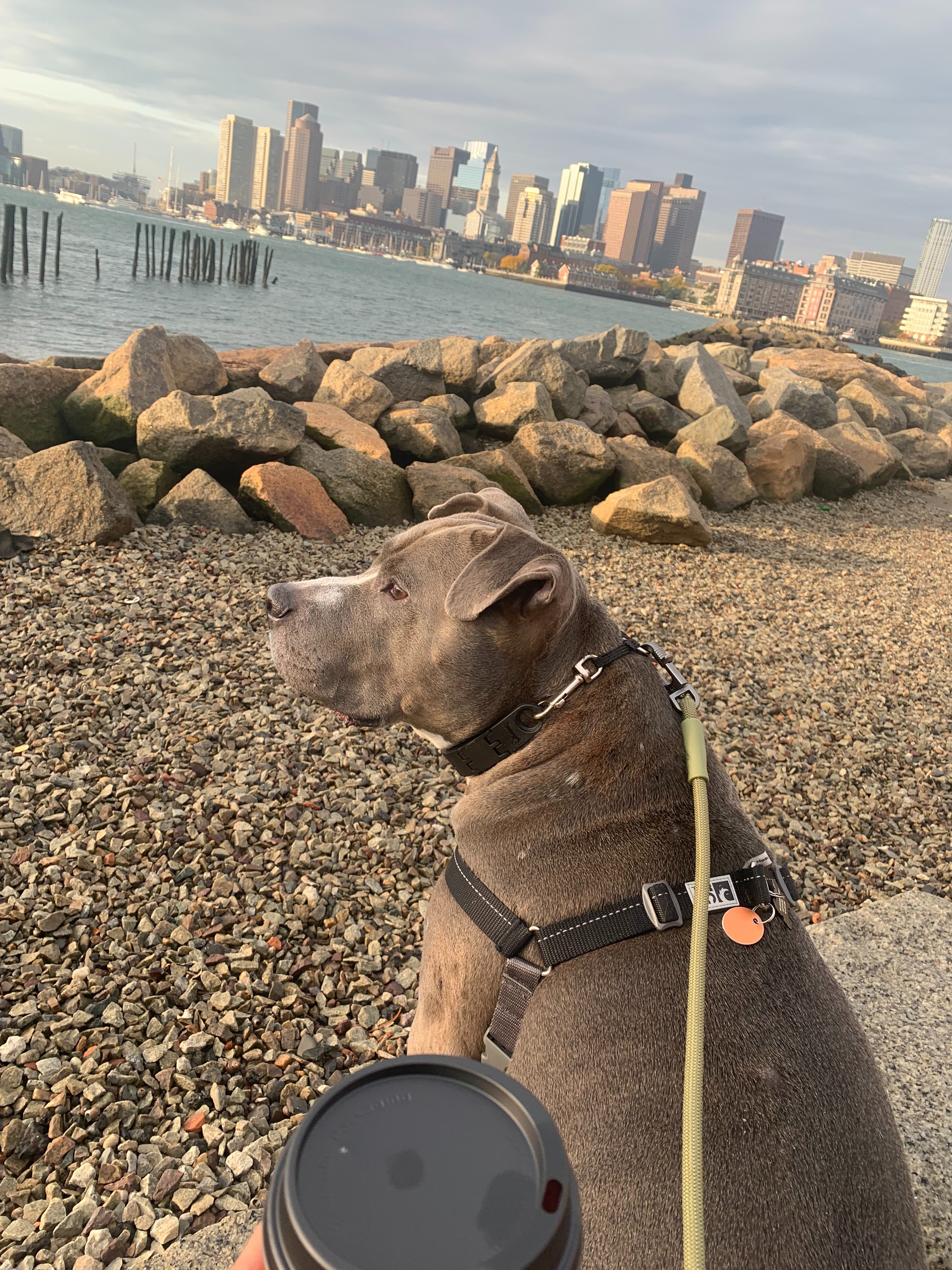 Help King Kong's Tumor Surgery and Biopsy Costs campaign photo, 6 of 8