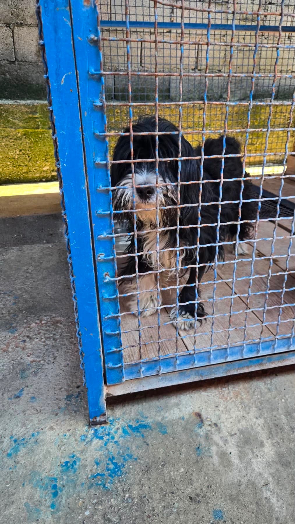 Save Mona- NOW URGENT campaign photo, 2 of 8