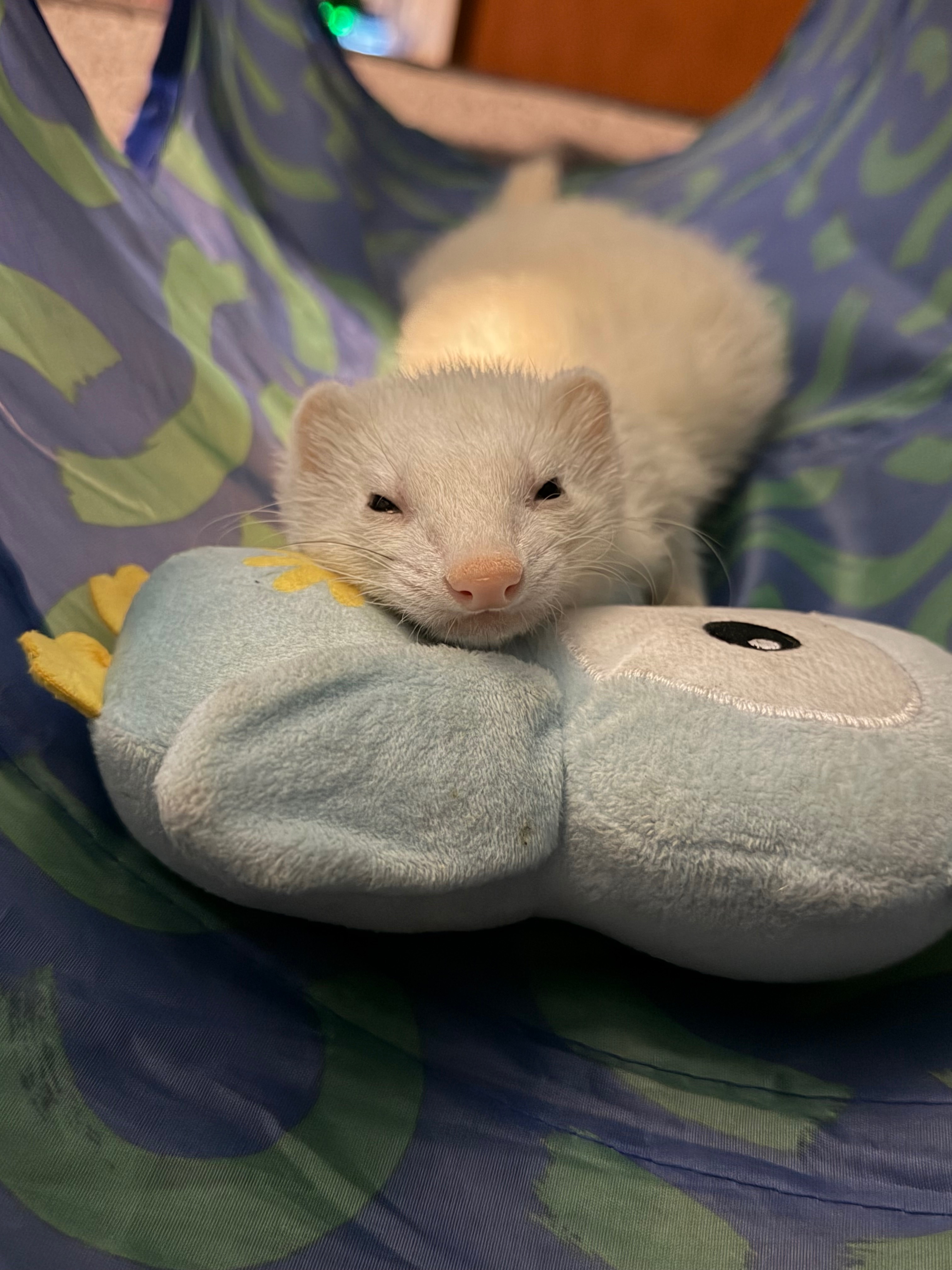 Winnie's Urgent Vet Care Fund campaign photo, 2 of 8