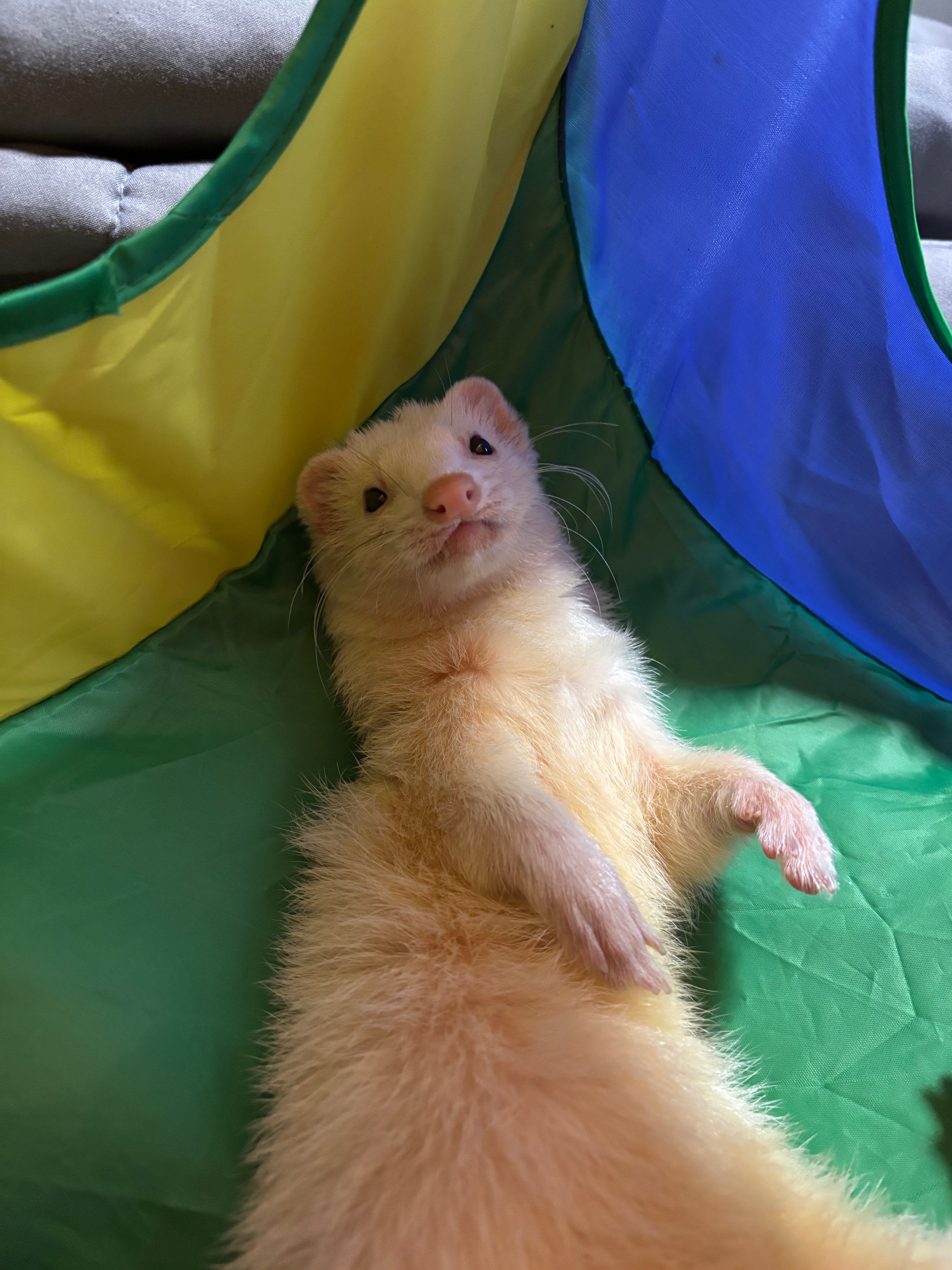 Winnie's Urgent Vet Care Fund campaign photo, 6 of 8