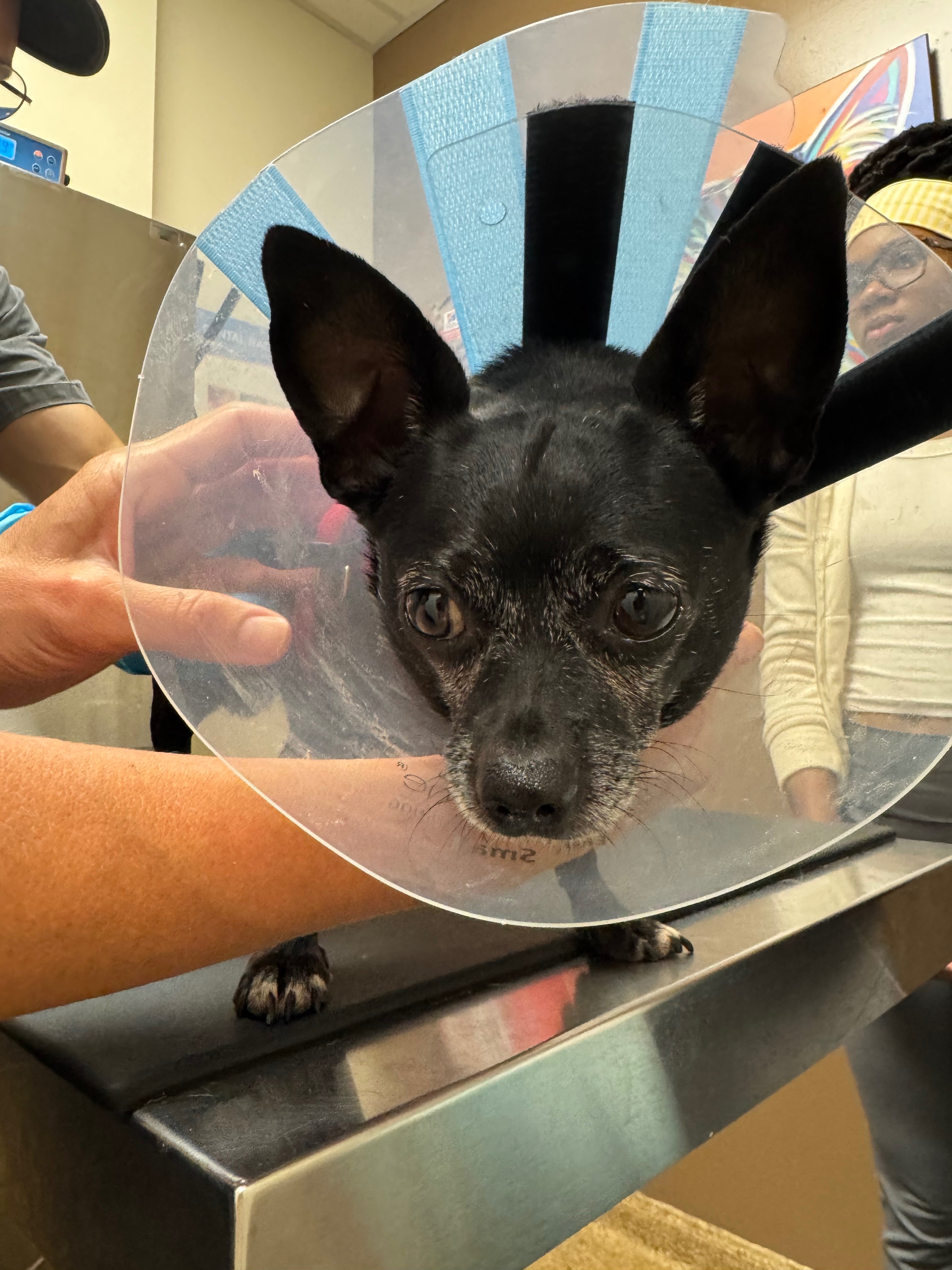 SENIOR JACK SUDDENLY COLLAPSED - RUSHED TO THE HOSPITAL! campaign photo, 7 of 8