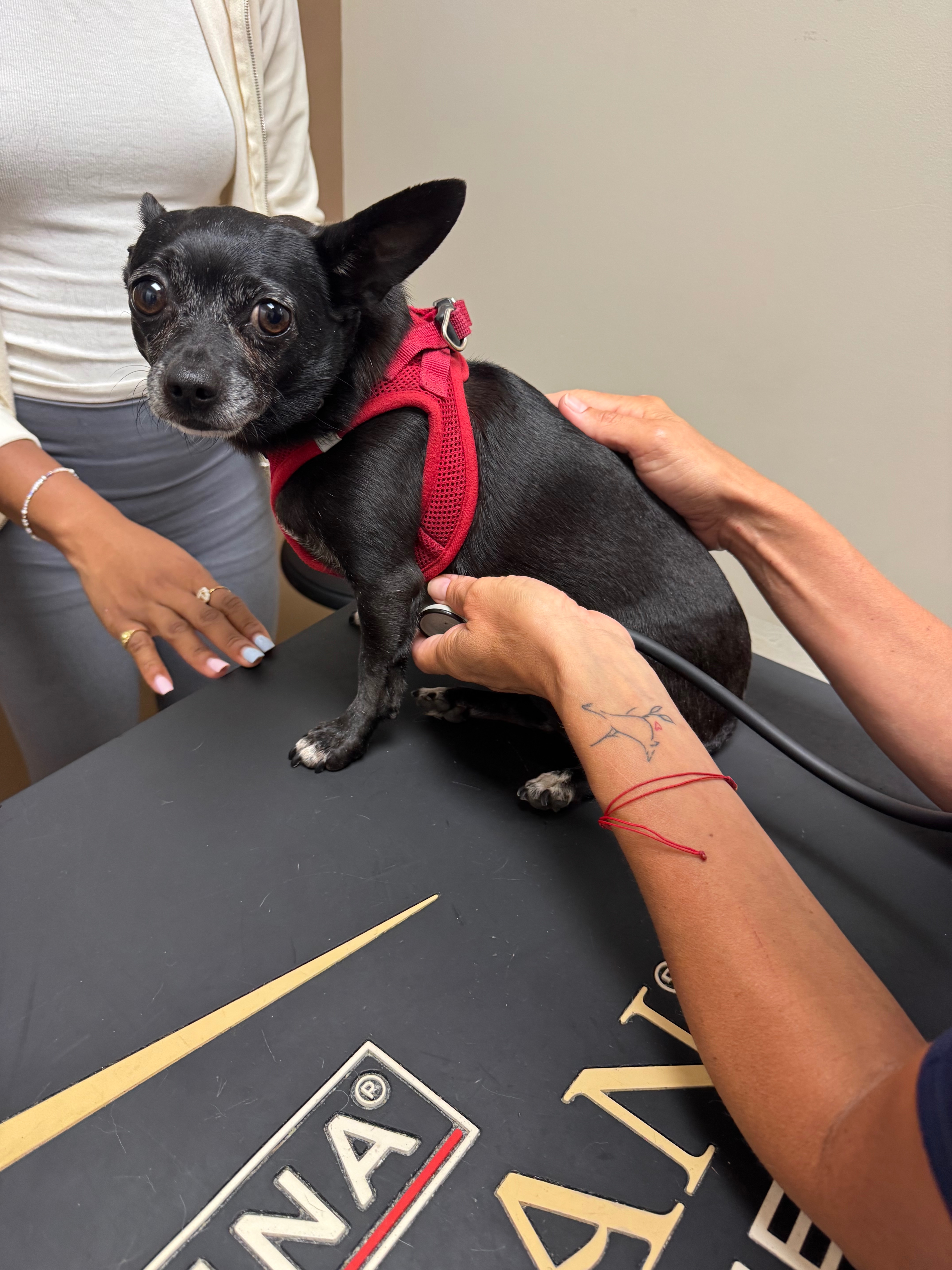 SENIOR JACK SUDDENLY COLLAPSED - RUSHED TO THE HOSPITAL! campaign photo, 5 of 8