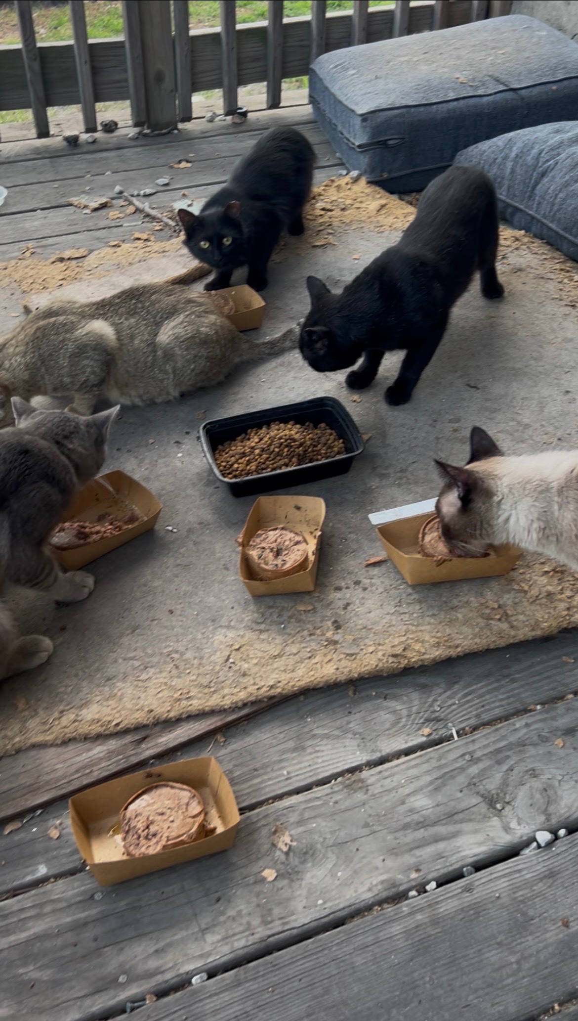 Protect North Lawndale’s Feral Cats campaign photo, 7 of 8