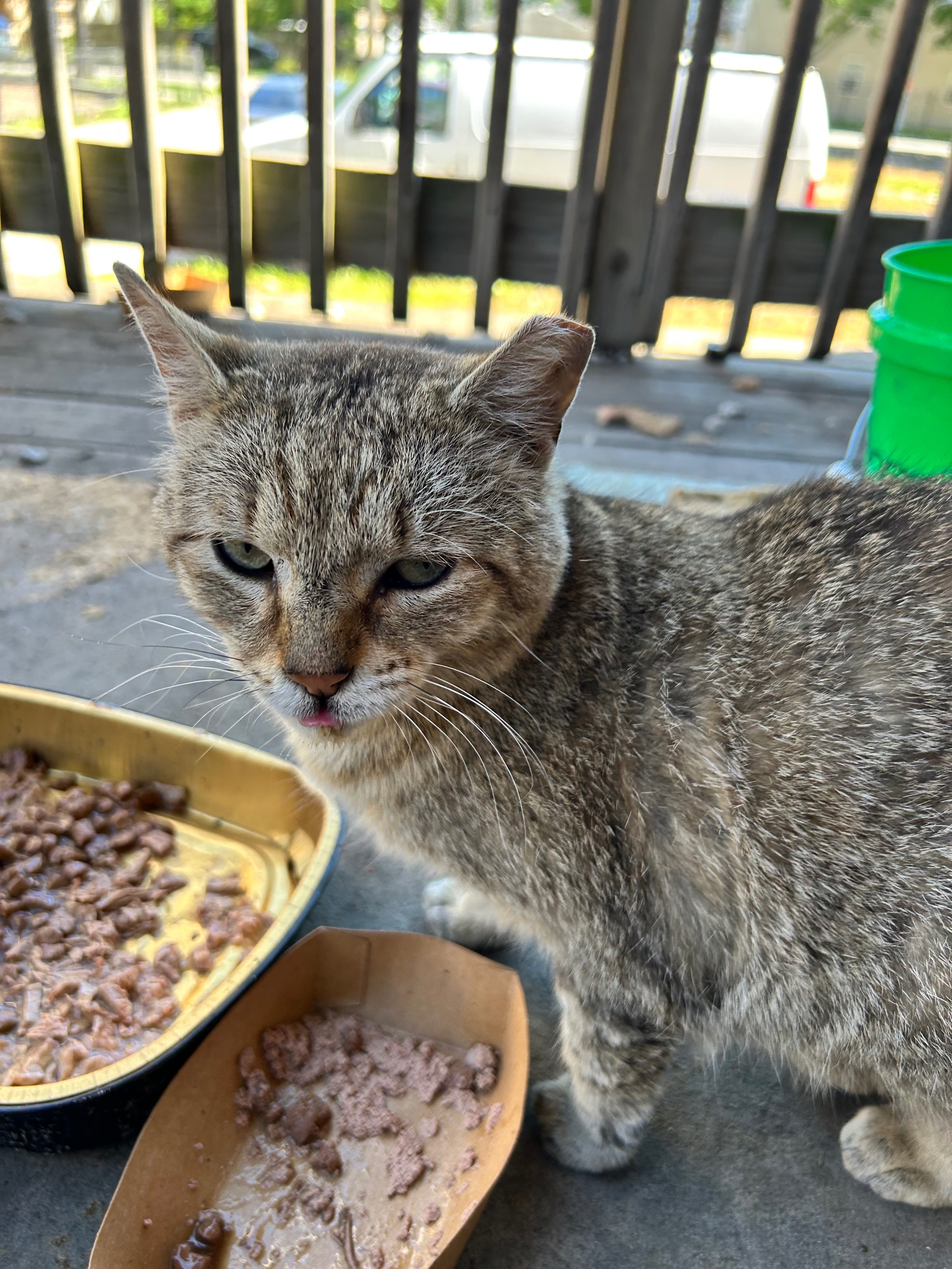 Protect North Lawndale’s Feral Cats campaign photo, 2 of 8