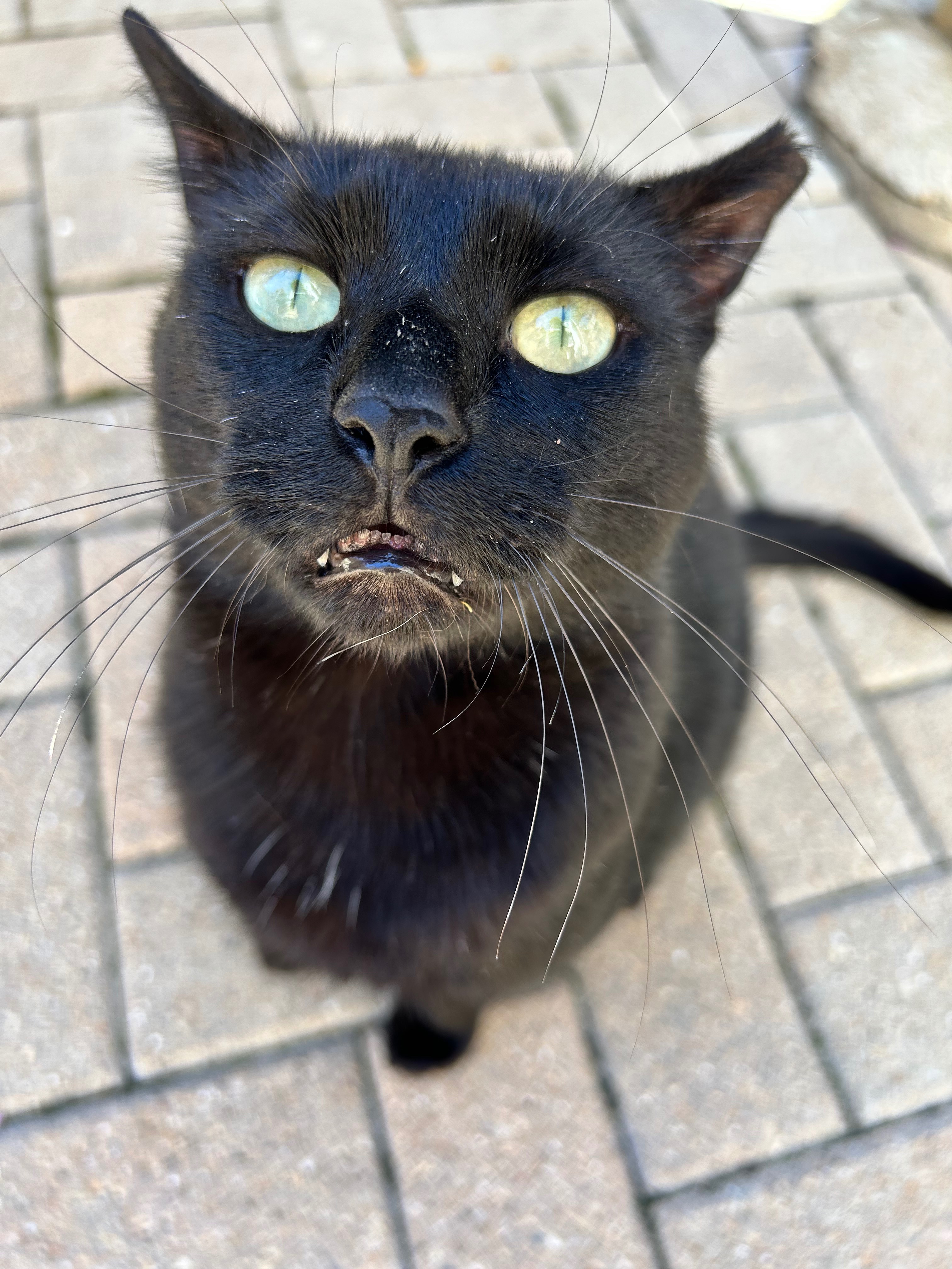 Protect North Lawndale’s Feral Cats campaign photo, 4 of 8