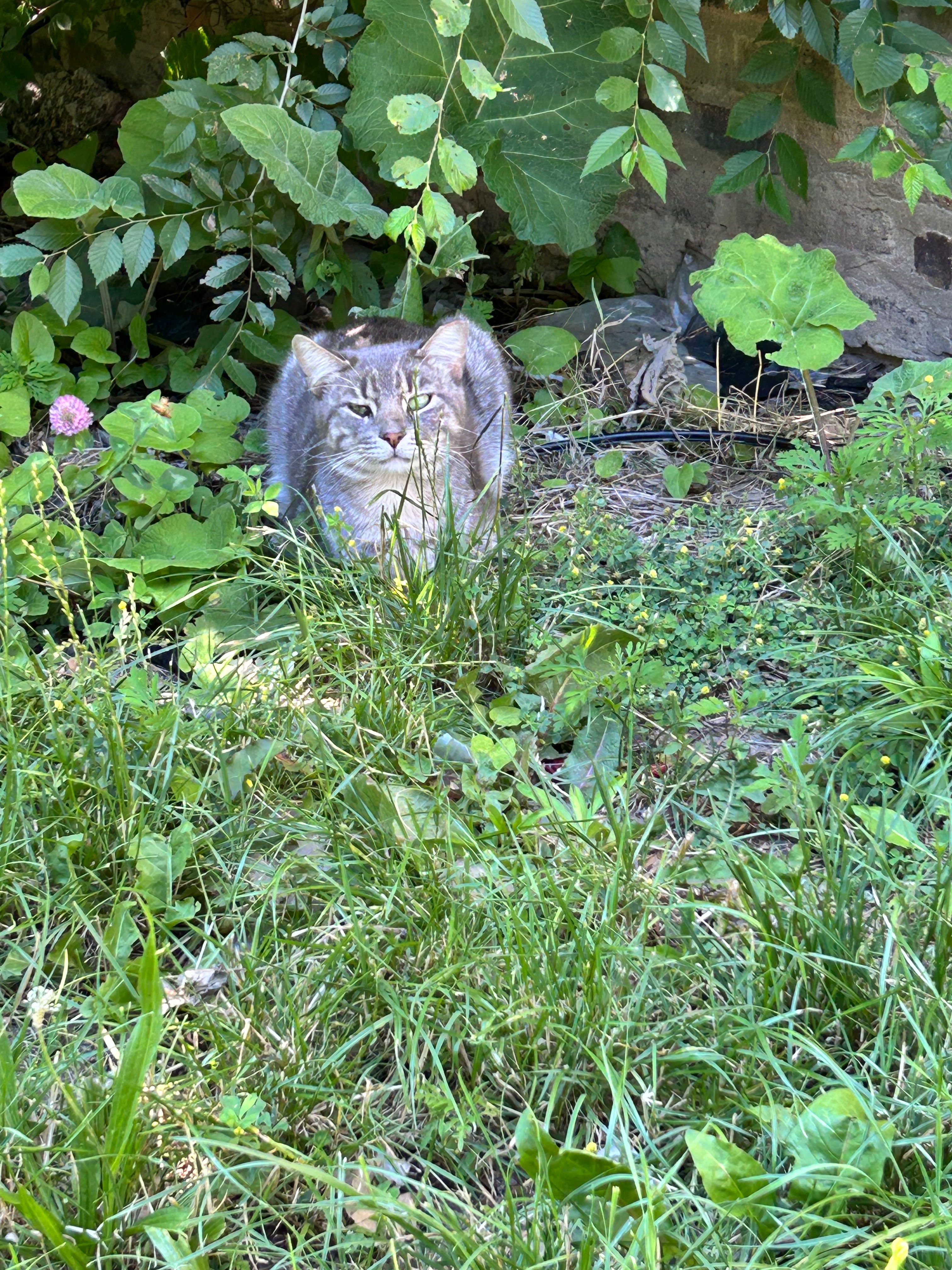 Protect North Lawndale’s Feral Cats campaign photo, 5 of 8