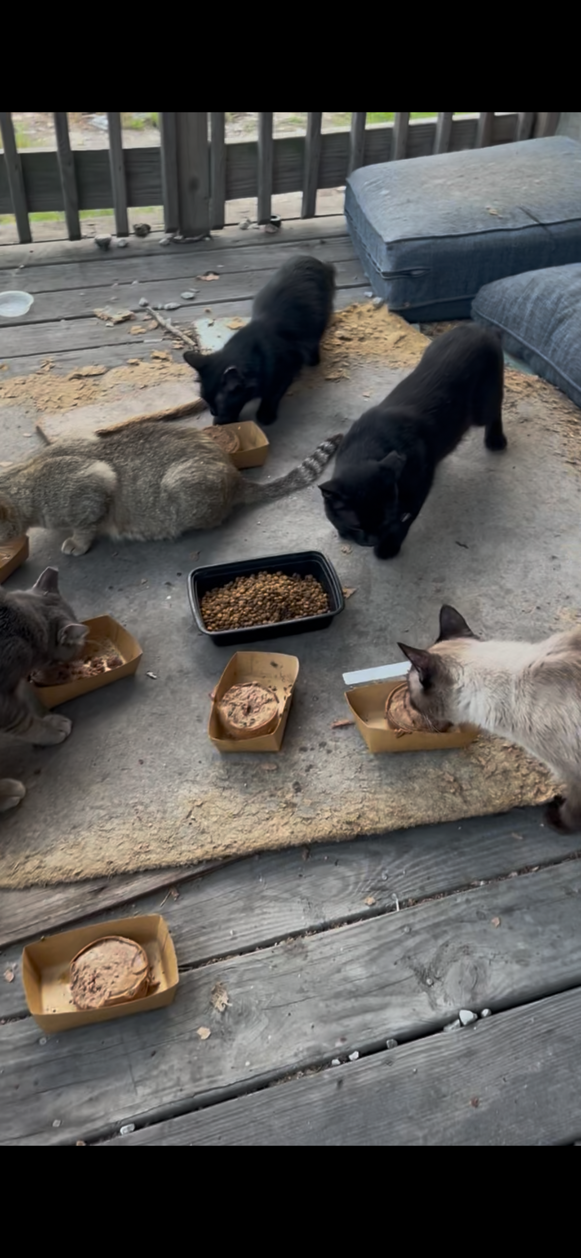 Protect North Lawndale’s Feral Cats campaign photo, 6 of 8
