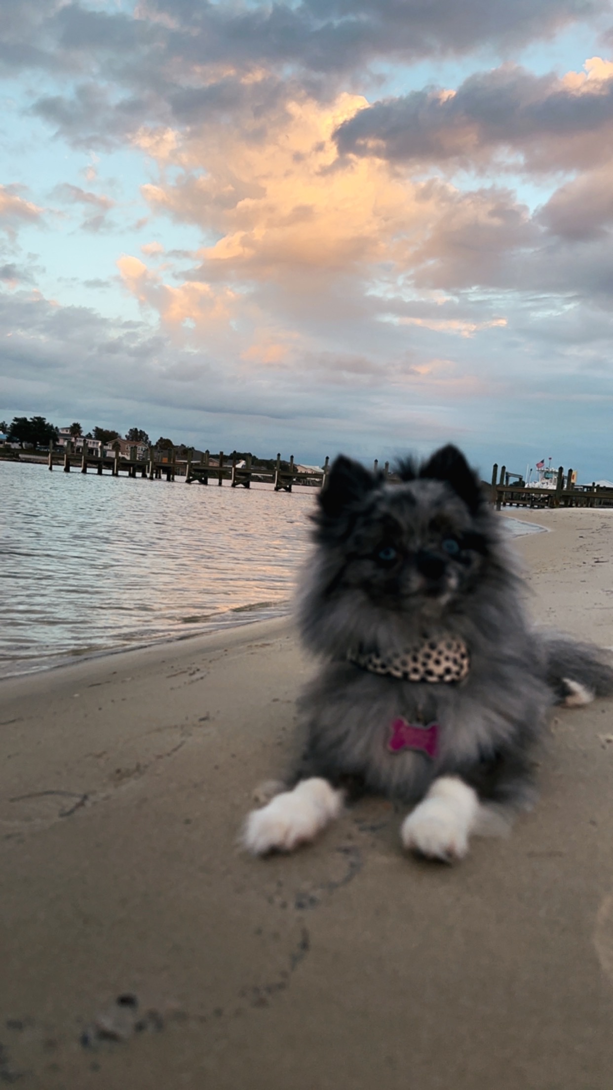 Help Piper Get Emergency Vet Care campaign photo, 7 of 8