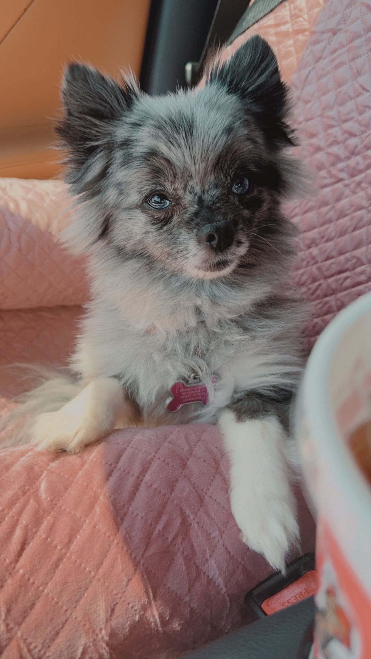 Help Piper Get Emergency Vet Care campaign photo, 2 of 8