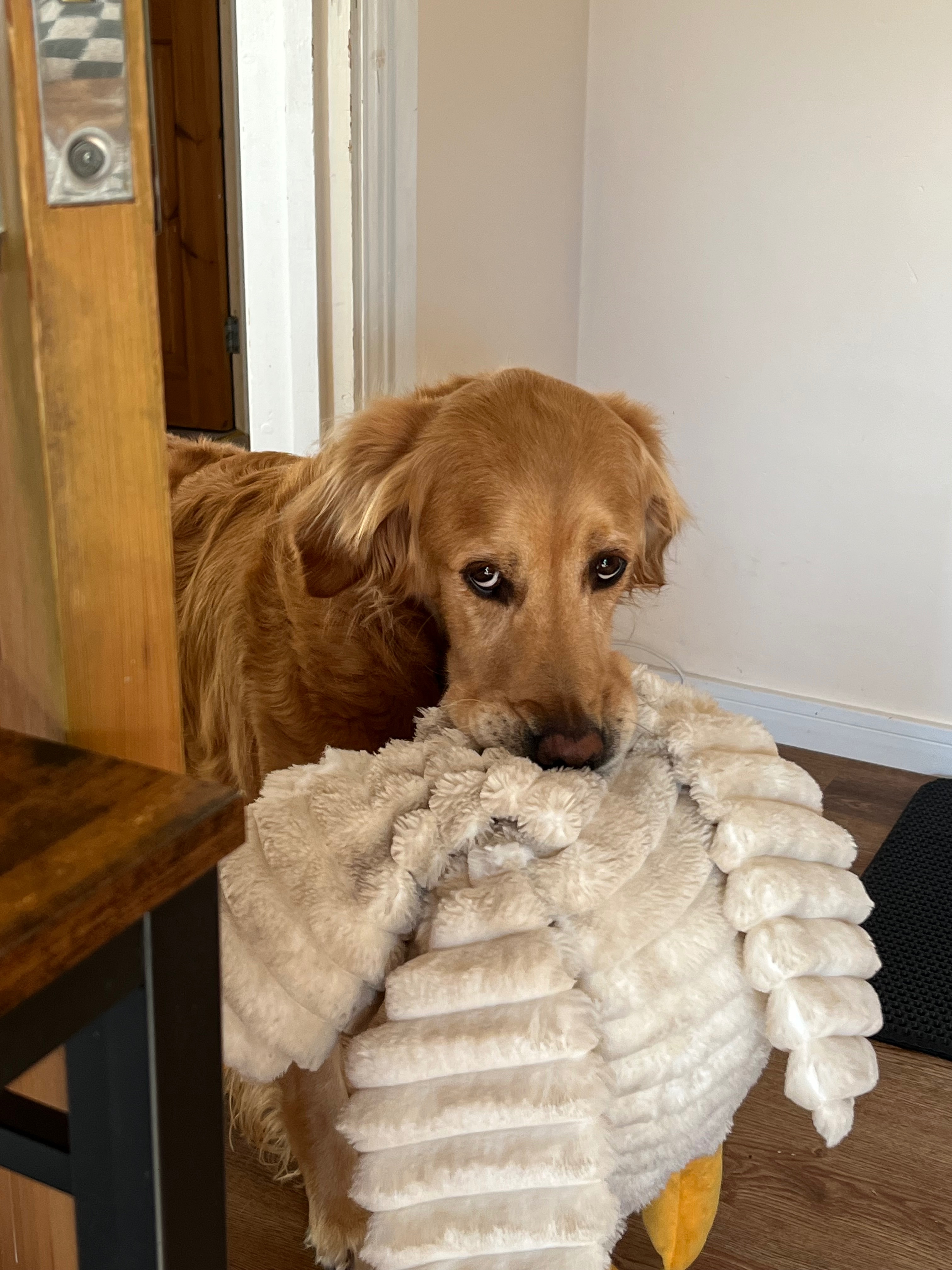 Support Jasper’s Recovery campaign photo, 9 of 10