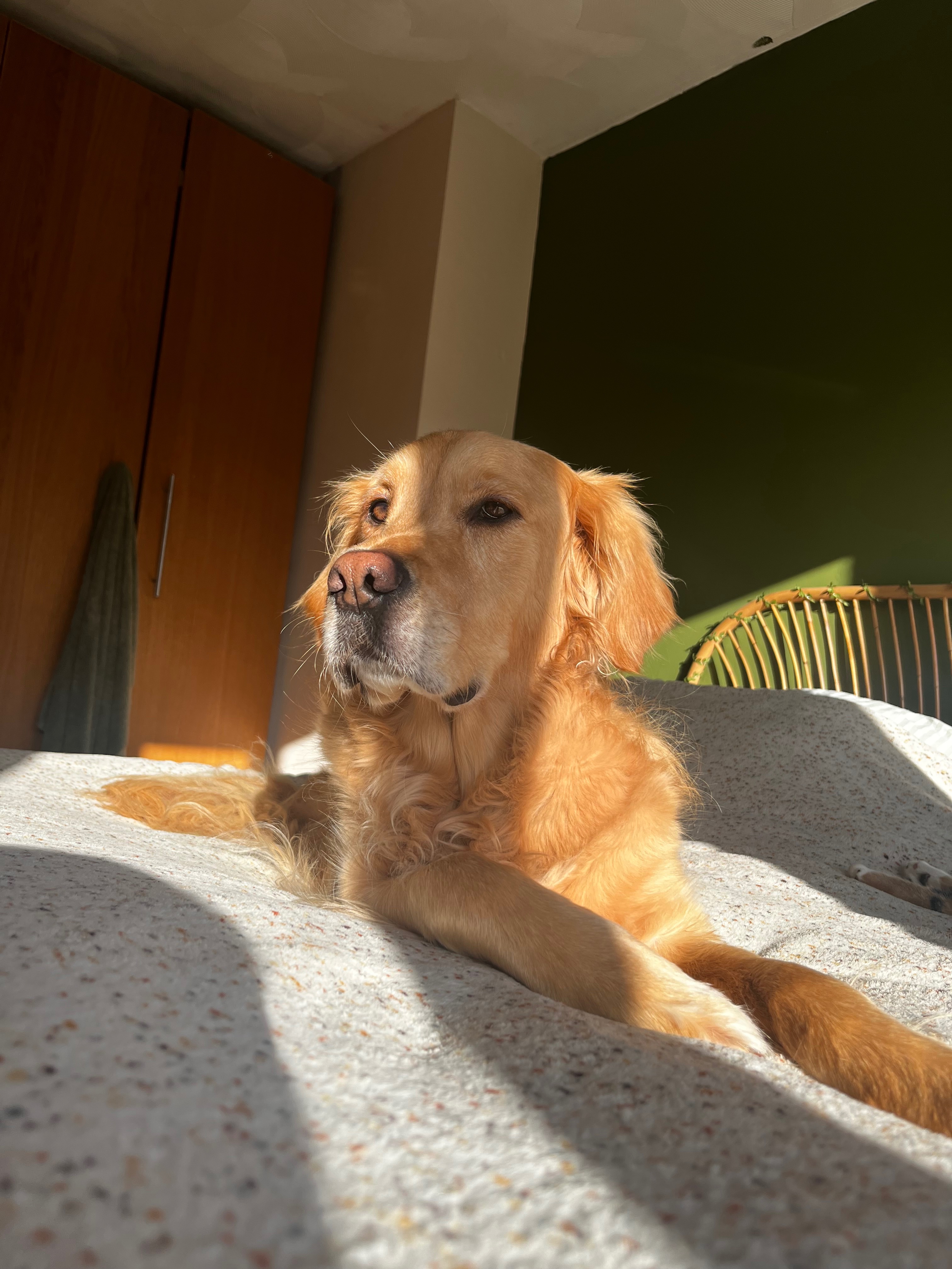 Support Jasper’s Recovery campaign photo, 2 of 10