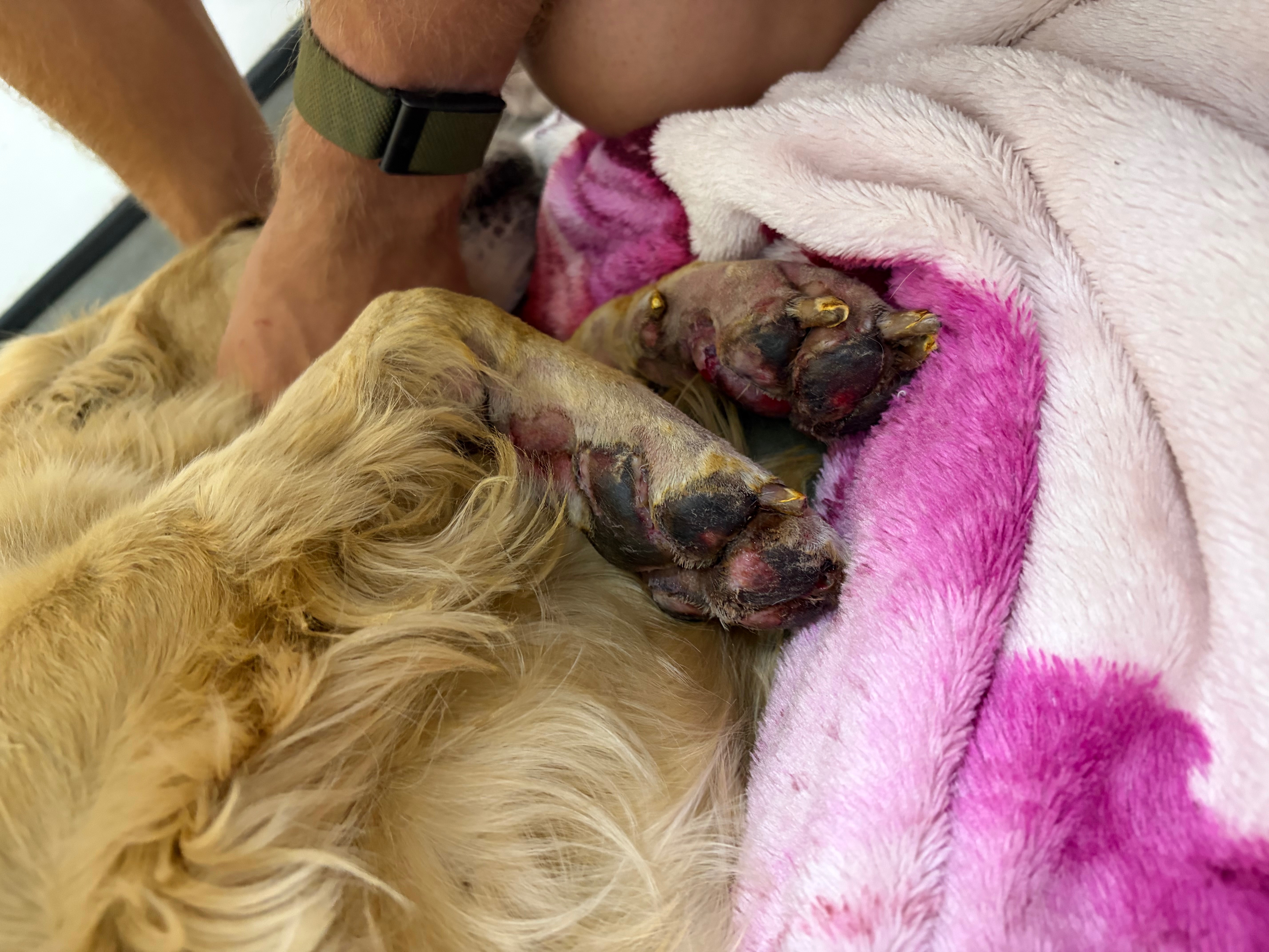 Support Jasper’s Recovery campaign photo, 5 of 10