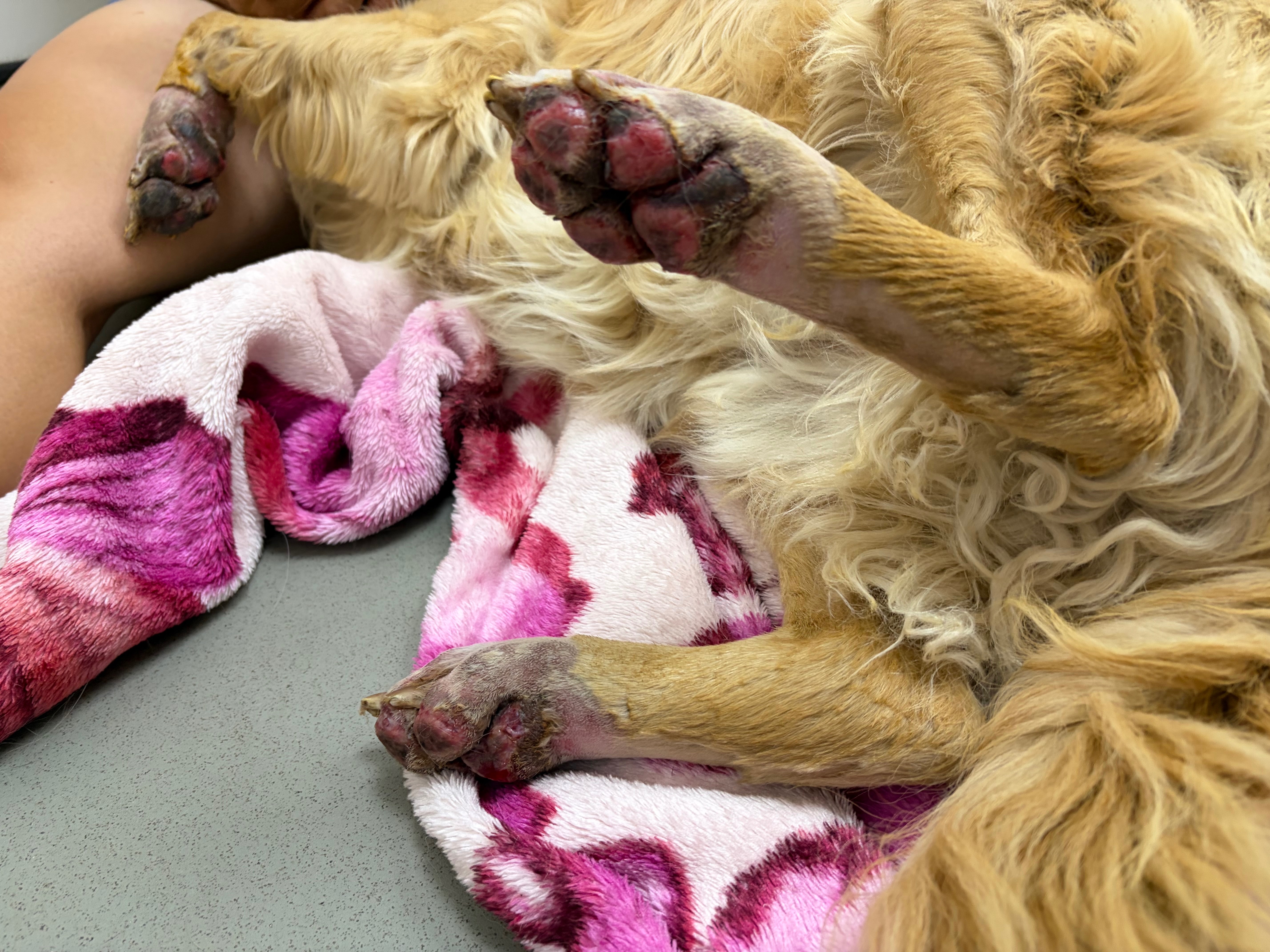 Support Jasper’s Recovery campaign photo, 6 of 10